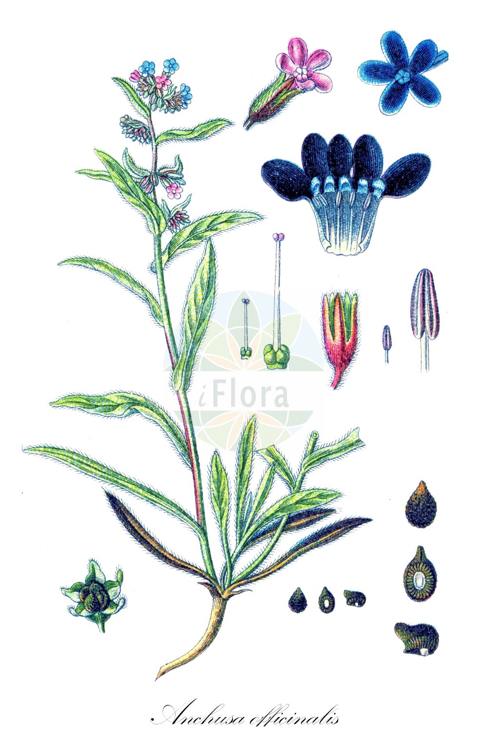 Historische Abbildung von Anchusa officinalis (Echte Ochsenzunge - Alkanet). Das Bild zeigt Blatt, Bluete, Frucht und Same. ---- Historical Drawing of Anchusa officinalis (Echte Ochsenzunge - Alkanet). The image is showing leaf, flower, fruit and seed.(Anchusa officinalis,Echte Ochsenzunge,Alkanet,Anchusa angustifolia,Anchusa arvalis,Anchusa microcalyx,Anchusa officinalis,Anchusa osmanica,Echte Ochsenzunge,Alkanet,Italian Alkanet,Common Bugloss,Italian Bugloss,Large Blue Alkanet,Anchusa,Ochsenzunge,Bugloss,Boraginaceae,Raublattgewächse,Forget-me-Not family,Blatt,Bluete,Frucht,Same,leaf,flower,fruit,seed,Sturm (1796f))