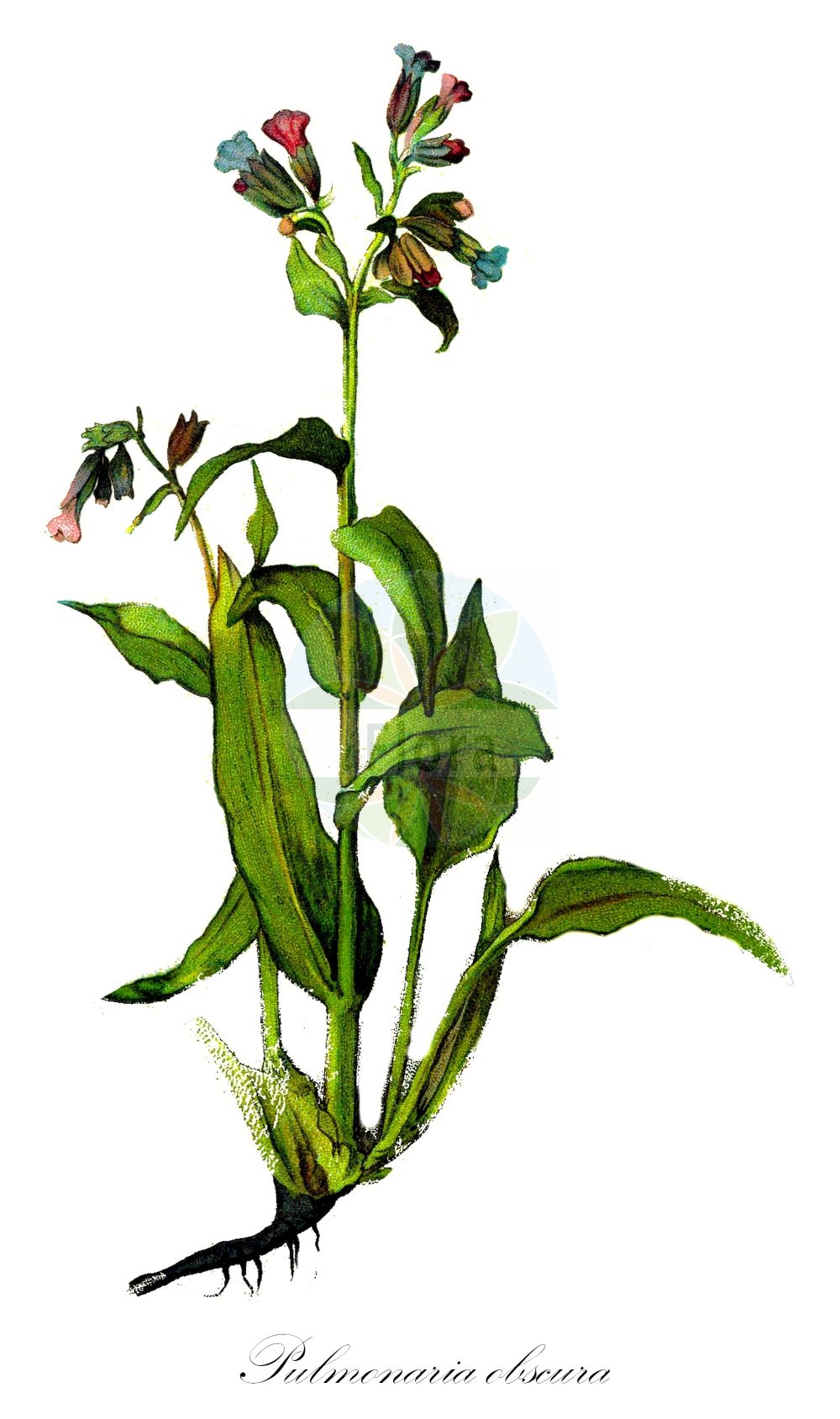 Historische Abbildung von Pulmonaria obscura (Dunkles Lungenkraut - Suffolk Lungwort). Das Bild zeigt Blatt, Bluete, Frucht und Same. ---- Historical Drawing of Pulmonaria obscura (Dunkles Lungenkraut - Suffolk Lungwort). The image is showing leaf, flower, fruit and seed.(Pulmonaria obscura,Dunkles Lungenkraut,Suffolk Lungwort,Pulmonaria obscura,Pulmonaria officinalis subsp. obscura,Dunkles Lungenkraut,Suffolk Lungwort,Unspotted Lungwort,Pulmonaria,Lungenkraut,Lungwort,Boraginaceae,Raublattgewächse,Forget-me-Not family,Blatt,Bluete,Frucht,Same,leaf,flower,fruit,seed,Oltmanns (1927))