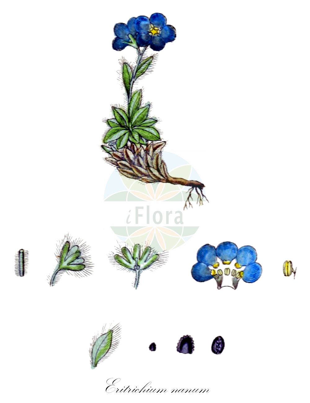 Historische Abbildung von Eritrichium nanum (Himmelsherold - King-of-The-Alps). Das Bild zeigt Blatt, Bluete, Frucht und Same. ---- Historical Drawing of Eritrichium nanum (Himmelsherold - King-of-The-Alps). The image is showing leaf, flower, fruit and seed.(Eritrichium nanum,Himmelsherold,King-of-The-Alps,Eritrichium nanum,Eritrichium tergloviense,Myosotis nana,Himmelsherold,King-of-The-Alps,Alpine Forget-me-Not,Arctic Alpine Forget-me-Not,Dwarf Forget-me-Not,Eritrichium,Schopfvergissmeinnicht,Alpine Forget-me-Not,Boraginaceae,Raublattgewächse,Forget-me-Not family,Blatt,Bluete,Frucht,Same,leaf,flower,fruit,seed,Sturm (1796f))