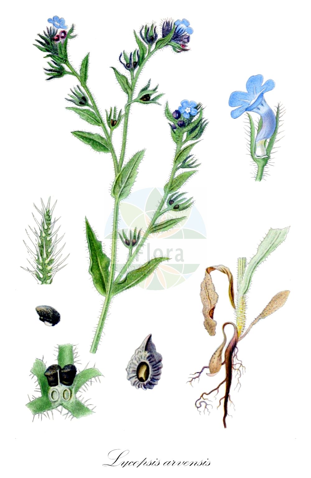 Historische Abbildung von Lycopsis arvensis (Acker-Krummhals - Bugloss). Das Bild zeigt Blatt, Bluete, Frucht und Same. ---- Historical Drawing of Lycopsis arvensis (Acker-Krummhals - Bugloss). The image is showing leaf, flower, fruit and seed.(Lycopsis arvensis,Acker-Krummhals,Bugloss,Anchusa arvensis,Anchusa guculeacii,Anchusa rigolei,Lycopsis arvensis,Lycopsis arvensis subsp. occidentalis,Acker-Krummhals,Bugloss,Common Bugloss,Small Bugloss,Wild Bugloss,Lycopsis,Boraginaceae,Raublattgewächse,Forget-me-Not family,Blatt,Bluete,Frucht,Same,leaf,flower,fruit,seed,Lindman (1901-1905))