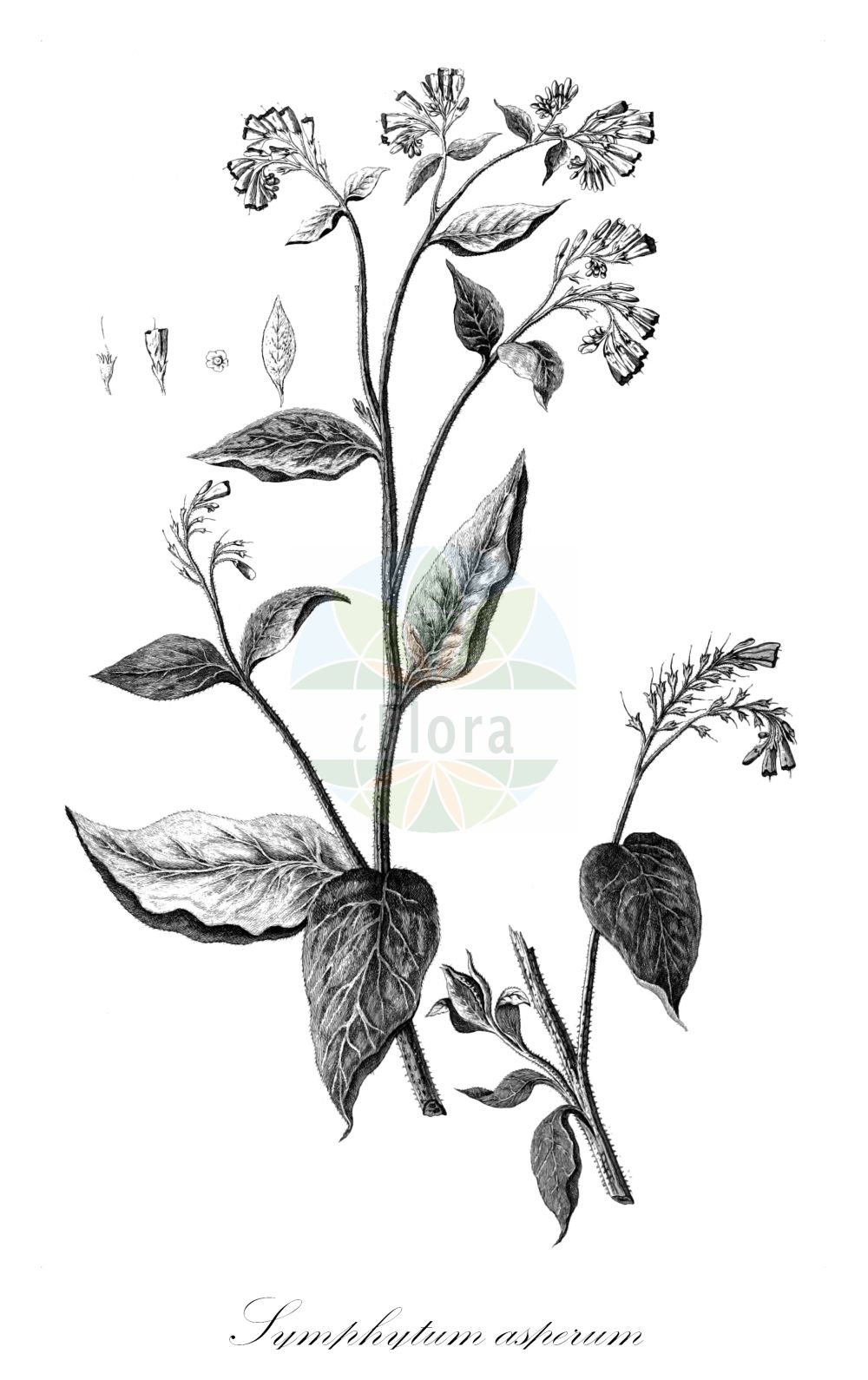 Historische Abbildung von Symphytum asperum (Rough Comfrey). Das Bild zeigt Blatt, Bluete, Frucht und Same. ---- Historical Drawing of Symphytum asperum (Rough Comfrey). The image is showing leaf, flower, fruit and seed.(Symphytum asperum,Rough Comfrey,Symphytum armeniacum,Symphytum asperum,Symphytum asperum var. armeniacum,Symphytum,Beinwell,Comfrey,Boraginaceae,Raublattgewächse,Forget-me-Not family,Blatt,Bluete,Frucht,Same,leaf,flower,fruit,seed,Nova acta Academiae scientiarum imperialis petropolitanae (1783-1802))