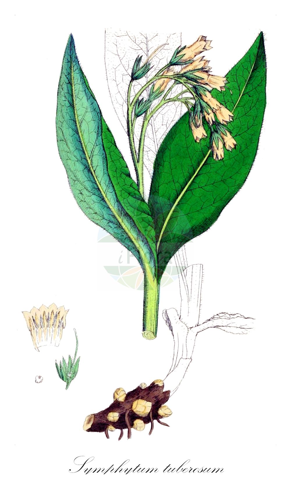 Historische Abbildung von Symphytum tuberosum (Knollen-Beinwell - Tuberous Comfrey). Das Bild zeigt Blatt, Bluete, Frucht und Same. ---- Historical Drawing of Symphytum tuberosum (Knollen-Beinwell - Tuberous Comfrey). The image is showing leaf, flower, fruit and seed.(Symphytum tuberosum,Knollen-Beinwell,Tuberous Comfrey,Symphytum tuberosum,Knollen-Beinwell,Knoten-Beinwell,Knotige Wallwurz,Tuberous Comfrey,Symphytum,Beinwell,Comfrey,Boraginaceae,Raublattgewächse,Forget-me-Not family,Blatt,Bluete,Frucht,Same,leaf,flower,fruit,seed,Sowerby (1790-1813))