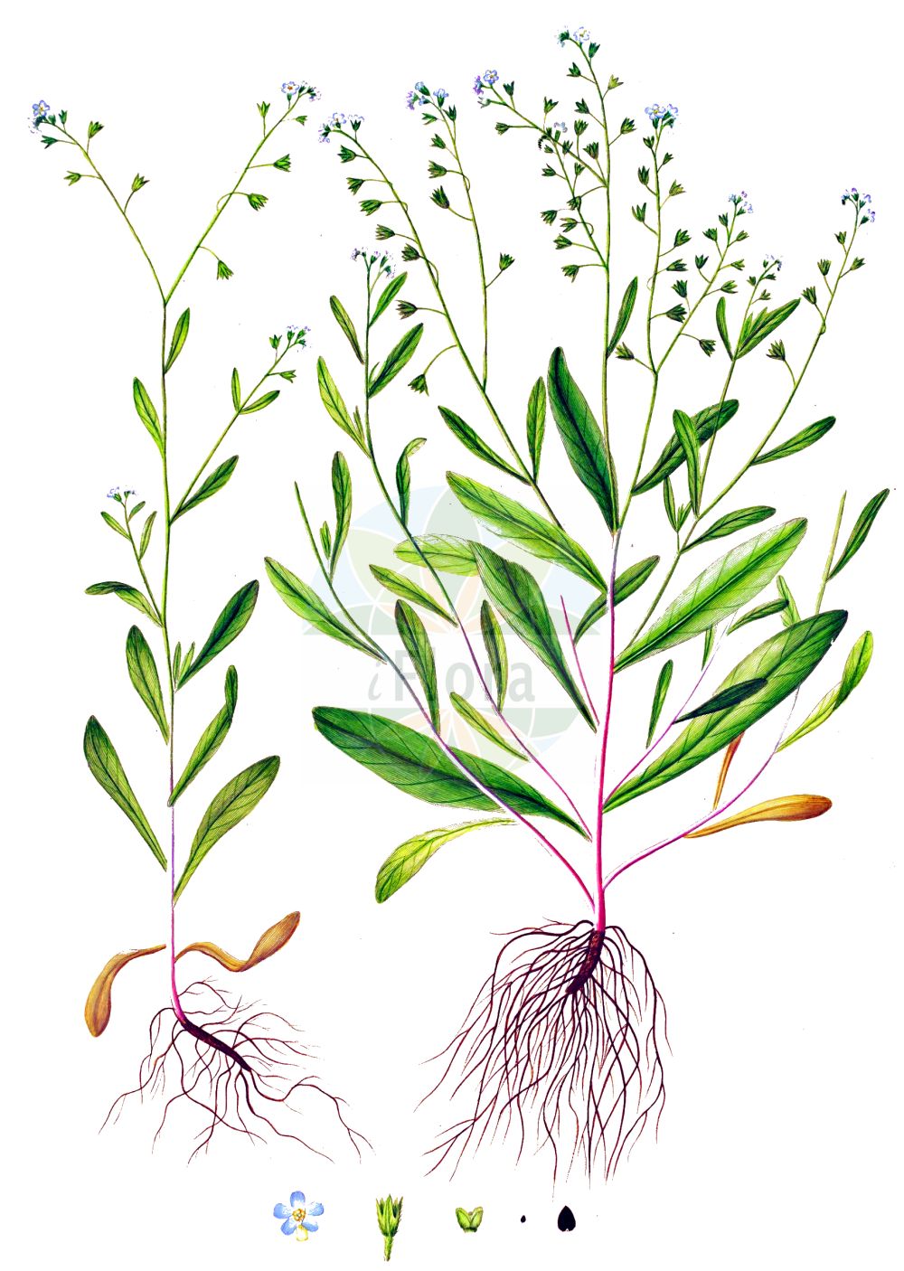 Historische Abbildung von Myosotis laxa (Rasen-Vergißmeinnicht - Tufted Forget-me-Not). Das Bild zeigt Blatt, Bluete, Frucht und Same. ---- Historical Drawing of Myosotis laxa (Rasen-Vergißmeinnicht - Tufted Forget-me-Not). The image is showing leaf, flower, fruit and seed.(Myosotis laxa,Rasen-Vergißmeinnicht,Tufted Forget-me-Not,Myosotis laxa,Myosotis scorpioides subsp. laxa,Rasen-Vergissmeinnicht,Tufted Forget-me-Not,Bay Forget-me-Not,Myosotis,Vergißmeinnicht,Forget-me-Not,Boraginaceae,Raublattgewächse,Forget-me-Not family,Blatt,Bluete,Frucht,Same,leaf,flower,fruit,seed,Oeder (1761-1883))