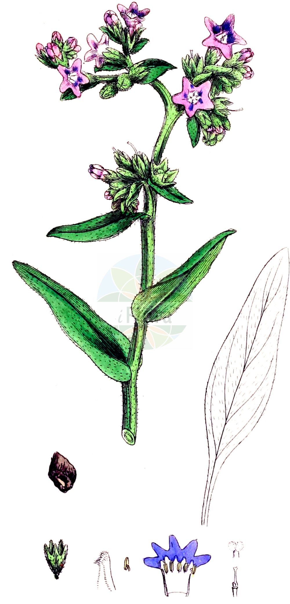 Historische Abbildung von Anchusa officinalis (Echte Ochsenzunge - Alkanet). Das Bild zeigt Blatt, Bluete, Frucht und Same. ---- Historical Drawing of Anchusa officinalis (Echte Ochsenzunge - Alkanet). The image is showing leaf, flower, fruit and seed.(Anchusa officinalis,Echte Ochsenzunge,Alkanet,Anchusa angustifolia,Anchusa arvalis,Anchusa microcalyx,Anchusa officinalis,Anchusa osmanica,Echte Ochsenzunge,Alkanet,Italian Alkanet,Common Bugloss,Italian Bugloss,Large Blue Alkanet,Anchusa,Ochsenzunge,Bugloss,Boraginaceae,Raublattgewächse,Forget-me-Not family,Blatt,Bluete,Frucht,Same,leaf,flower,fruit,seed,Sowerby (1790-1813))