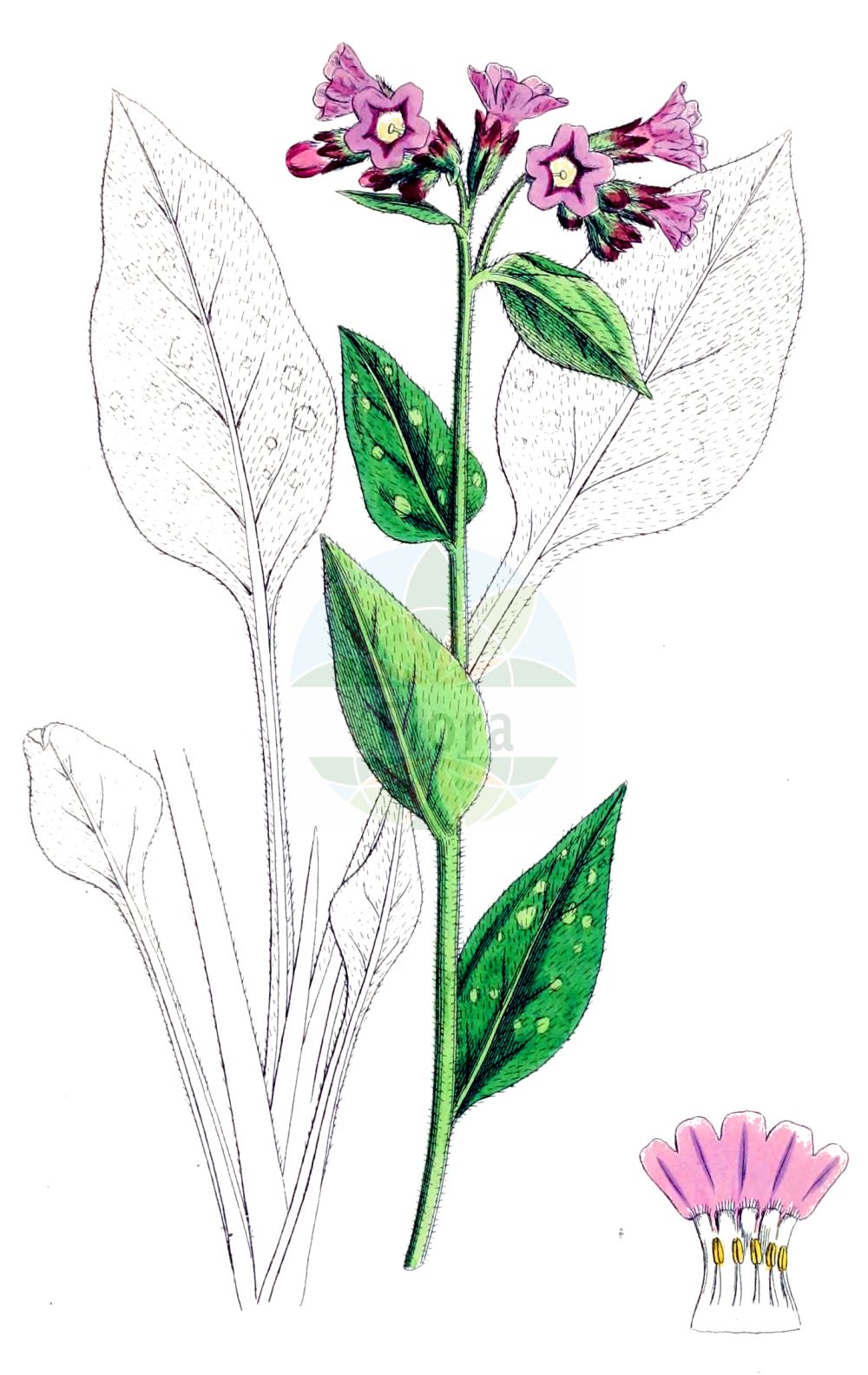 Historische Abbildung von Pulmonaria officinalis (Geflecktes Lungenkraut - Lungwort). Das Bild zeigt Blatt, Bluete, Frucht und Same. ---- Historical Drawing of Pulmonaria officinalis (Geflecktes Lungenkraut - Lungwort). The image is showing leaf, flower, fruit and seed.(Pulmonaria officinalis,Geflecktes Lungenkraut,Lungwort,Pulmonaria konradii,Pulmonaria maculosa,Pulmonaria officinalis,Pulmonaria tridentina,Geflecktes Lungenkraut,Lungwort,Common Lungwort,Jerusalem Sage,Pulmonaria,Lungenkraut,Lungwort,Boraginaceae,Raublattgewächse,Forget-me-Not family,Blatt,Bluete,Frucht,Same,leaf,flower,fruit,seed,Sowerby (1790-1813))
