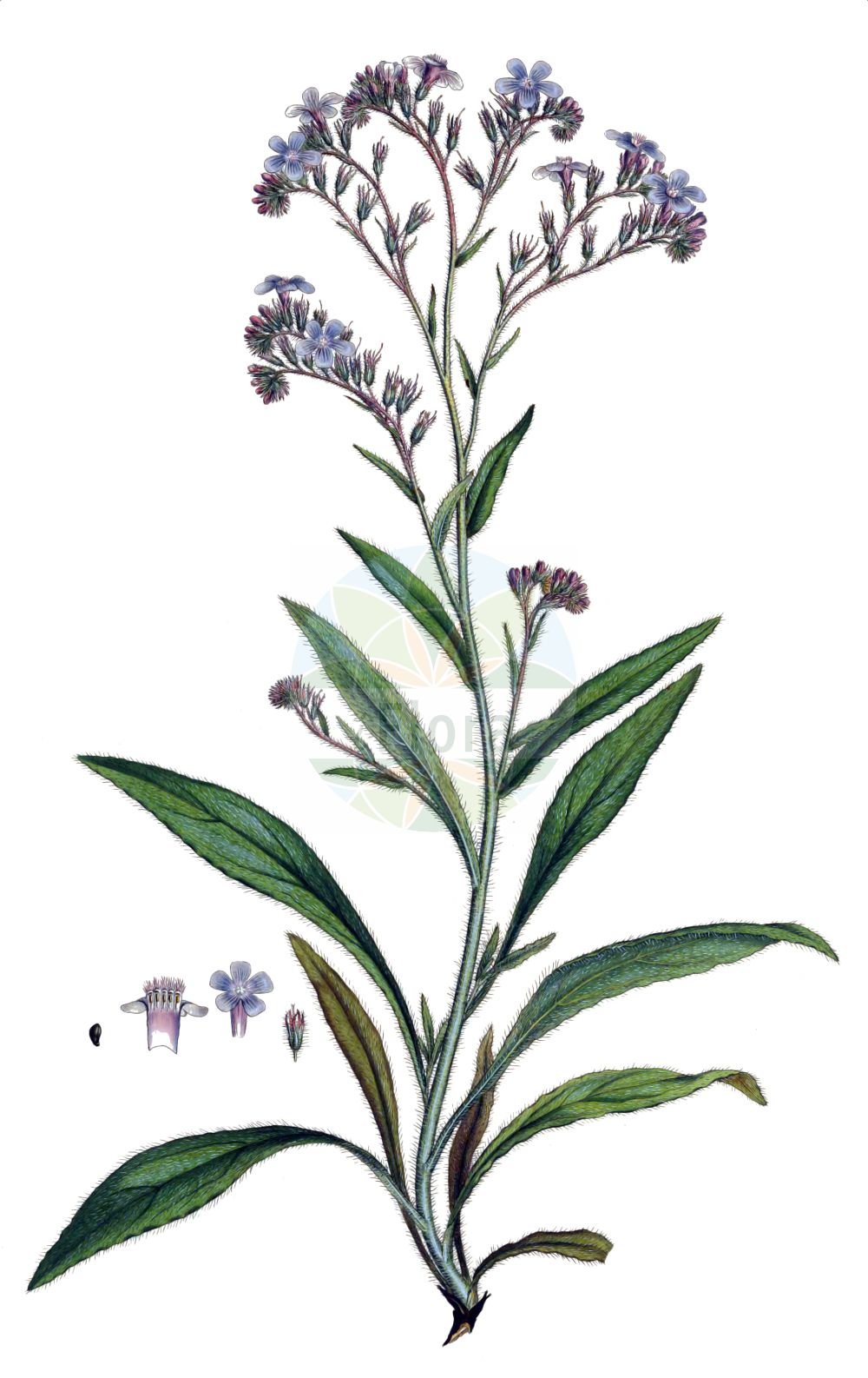Historische Abbildung von Anchusa azurea (Italienische Ochsenzunge - Garden Anchusa). Das Bild zeigt Blatt, Bluete, Frucht und Same. ---- Historical Drawing of Anchusa azurea (Italienische Ochsenzunge - Garden Anchusa). The image is showing leaf, flower, fruit and seed.(Anchusa azurea,Italienische Ochsenzunge,Garden Anchusa,Anchusa azurea,Anchusa biceps,Anchusa italica,Anchusa macrocarpa,Anchusa macrophylla,Anchusa paniculata,Buglossum italicum,Buglossum vulgare,Italienische Ochsenzunge,Garden Anchusa,Italian Alkanet,Italian Bugloss,Large Blue Alkanet,Anchusa,Ochsenzunge,Bugloss,Boraginaceae,Raublattgewächse,Forget-me-Not family,Blatt,Bluete,Frucht,Same,leaf,flower,fruit,seed,Sibthorp & Smith (1806-1840))