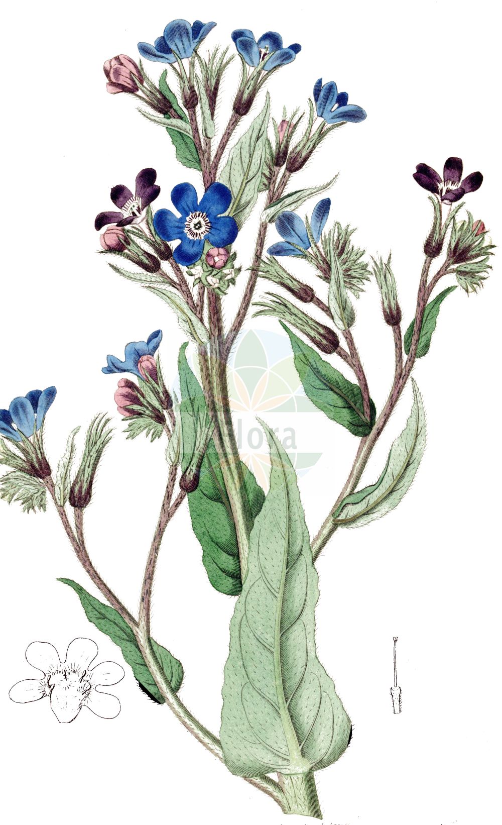 Historische Abbildung von Anchusa azurea (Italienische Ochsenzunge - Garden Anchusa). Das Bild zeigt Blatt, Bluete, Frucht und Same. ---- Historical Drawing of Anchusa azurea (Italienische Ochsenzunge - Garden Anchusa). The image is showing leaf, flower, fruit and seed.(Anchusa azurea,Italienische Ochsenzunge,Garden Anchusa,Anchusa azurea,Anchusa biceps,Anchusa italica,Anchusa macrocarpa,Anchusa macrophylla,Anchusa paniculata,Buglossum italicum,Buglossum vulgare,Italienische Ochsenzunge,Garden Anchusa,Italian Alkanet,Italian Bugloss,Large Blue Alkanet,Anchusa,Ochsenzunge,Bugloss,Boraginaceae,Raublattgewächse,Forget-me-Not family,Blatt,Bluete,Frucht,Same,leaf,flower,fruit,seed,Botanical Register (1815-1828))