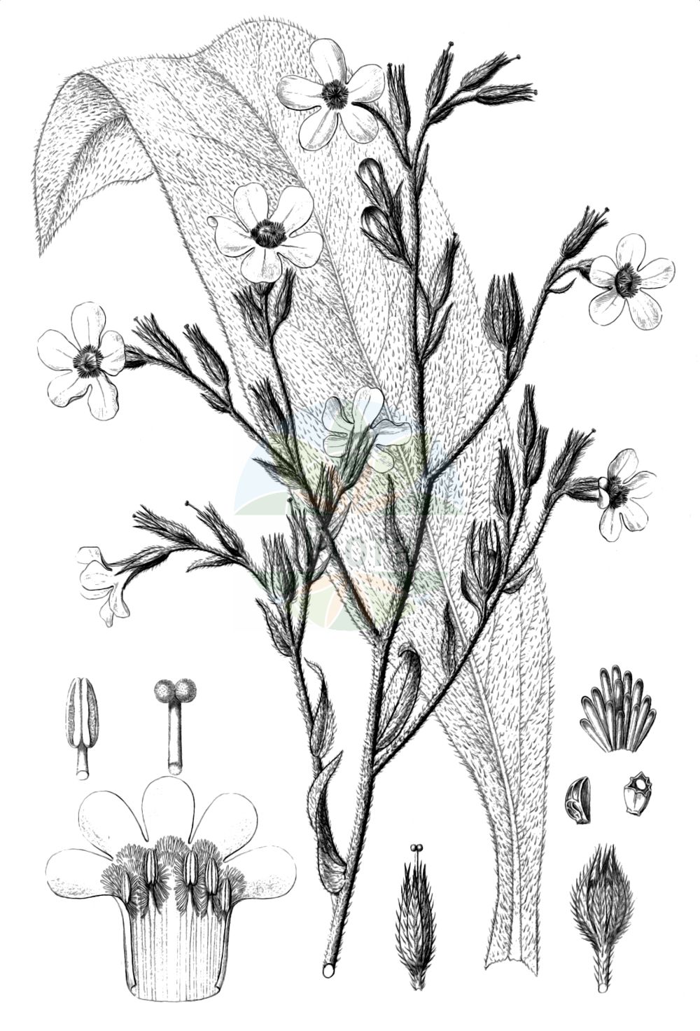 Historische Abbildung von Anchusa azurea (Italienische Ochsenzunge - Garden Anchusa). Das Bild zeigt Blatt, Bluete, Frucht und Same. ---- Historical Drawing of Anchusa azurea (Italienische Ochsenzunge - Garden Anchusa). The image is showing leaf, flower, fruit and seed.(Anchusa azurea,Italienische Ochsenzunge,Garden Anchusa,Anchusa azurea,Anchusa biceps,Anchusa italica,Anchusa macrocarpa,Anchusa macrophylla,Anchusa paniculata,Buglossum italicum,Buglossum vulgare,Italienische Ochsenzunge,Garden Anchusa,Italian Alkanet,Italian Bugloss,Large Blue Alkanet,Anchusa,Ochsenzunge,Bugloss,Boraginaceae,Raublattgewächse,Forget-me-Not family,Blatt,Bluete,Frucht,Same,leaf,flower,fruit,seed,Reichenbach (1823-1832))