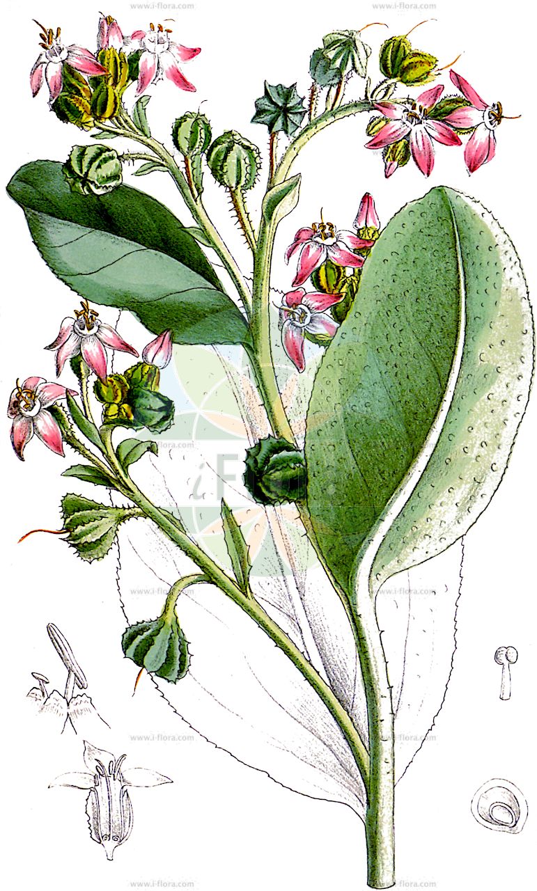 Caccinia macranthera - Boraginaceae,Plantae,Pteridobiotina,Angiosperms,Boraginales,Boraginaceae,Caccinia,Caccinia macranthera,Borago macranthera, Caccinia russellii, Cynoglossum longiflorum