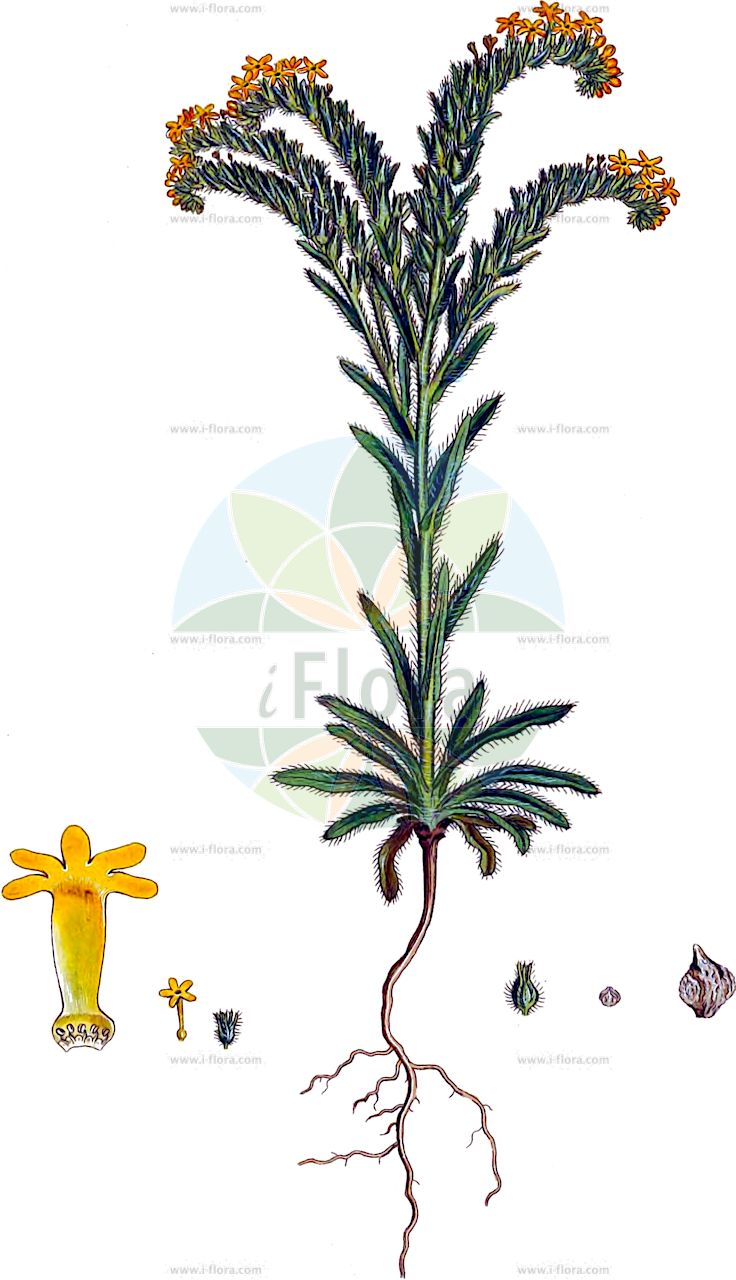 Neatostema apulum - Boraginaceae,Plantae,Pteridobiotina,Angiosperms,Boraginales,Boraginaceae,Neatostema,Neatostema apulum,Lithospermum apulum, Lithospermum apulum, Lithospermum apulum var. tucakovii, Lithospermum mesopotamicum, Lithospermum strigosum, Margarospermum apulum, Myosotis apula, Myosotis lutea, Rhytispermum apulum,Apulischer Steinsame;Gelber Steinsame;grémil des Pouilles;asperón;chupamiel dorado;viborezno;erba-perla gialla;воробейник апулвейский;воробейник апулийский;неатостема апулийская;sarı taşkesen;neatostemë;apulska biserka;неатостема апулійська;неатостема