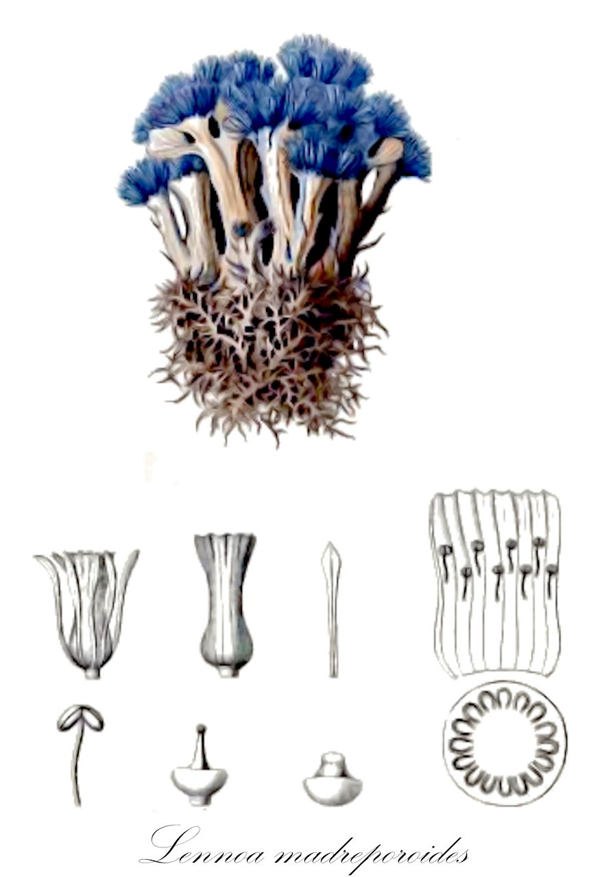 Lennoa madreporoides - Boraginaceae,Plantae,Pteridobiotina,Angiosperms,Boraginales,Boraginaceae,Lennoa,Lennoa madreporoides,Corallophyllum caeruleum, Lennoa caerulea, Lennoa madreporoides f. caerulea, Lennoa madreporoides f. madreporoides, Lennoa madreporoides subsp. australis, Lennoa madreporoides subsp. pringlei, Lennoa madreporoides subsp. reichei, Lennoa madreporoides subsp. schaffneri, Lennoa madreporoides var. caerulea