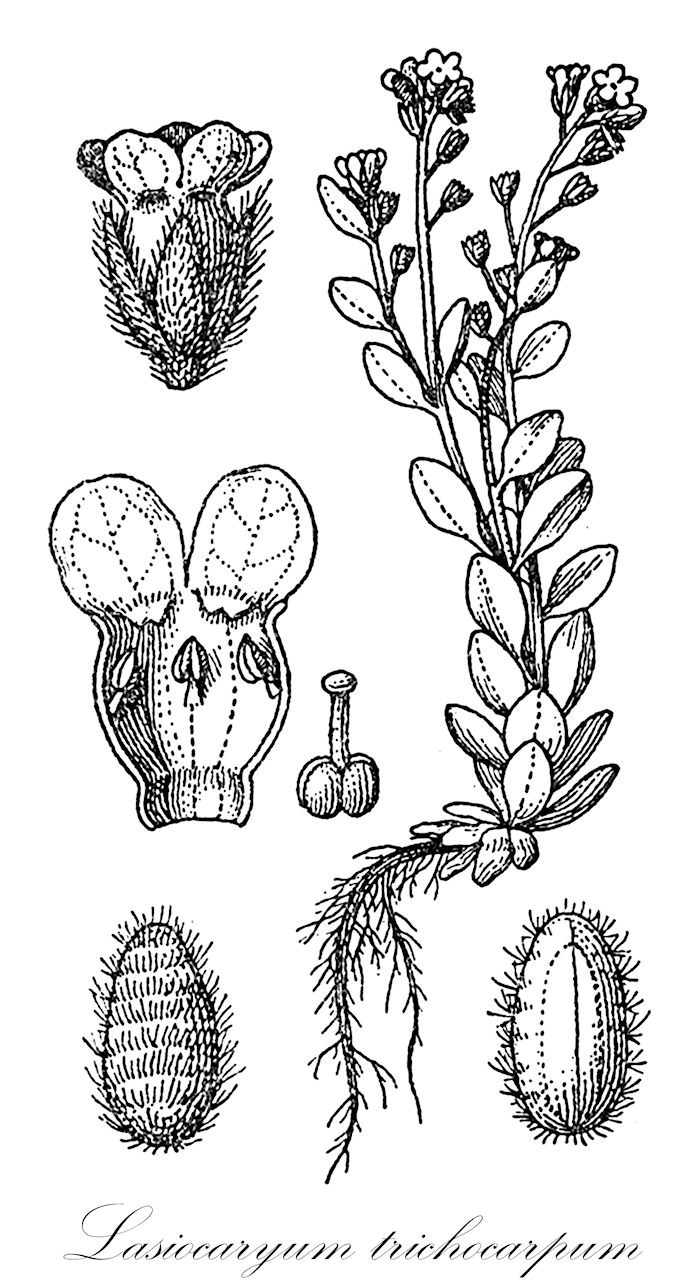 Lasiocaryum trichocarpum - Boraginaceae,Plantae,Pteridobiotina,Angiosperms,Boraginales,Boraginaceae,Lasiocaryum,Lasiocaryum trichocarpum,Lasiocaryum ludlowii, Microcaryum trichocarpum, Oreogenia trichocarpa, Oreogenia trichocarpum