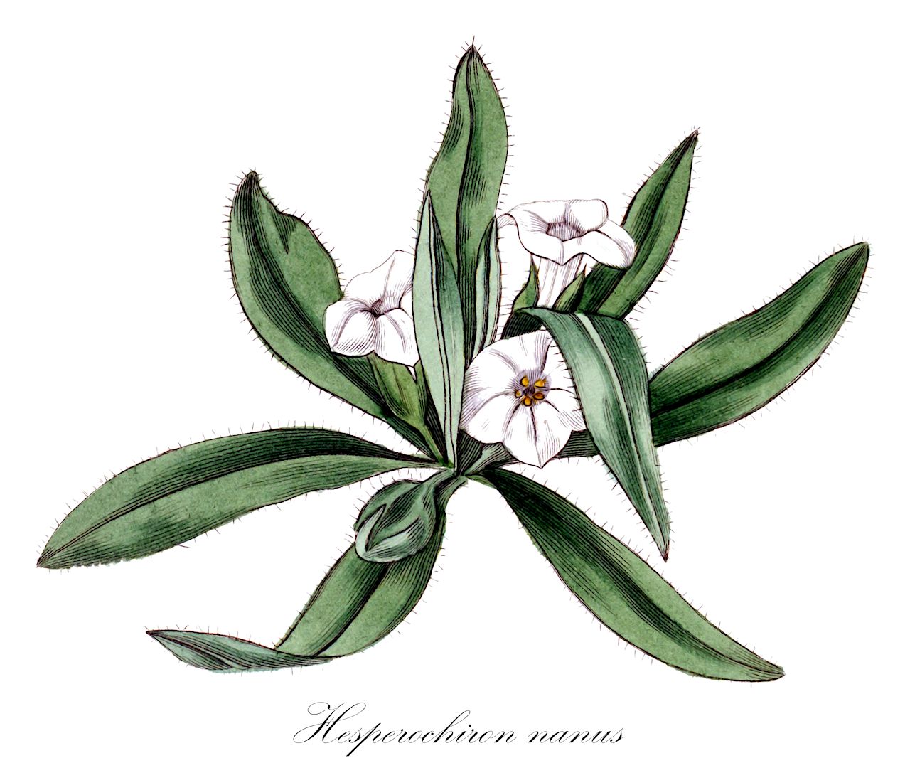 Hesperochiron nanus - Boraginaceae,Plantae,Pteridobiotina,Angiosperms,Boraginales,Boraginaceae,Hesperochiron,Hesperochiron nanus,Capnorea nana, Nicotiana nana, Nicotiana nana