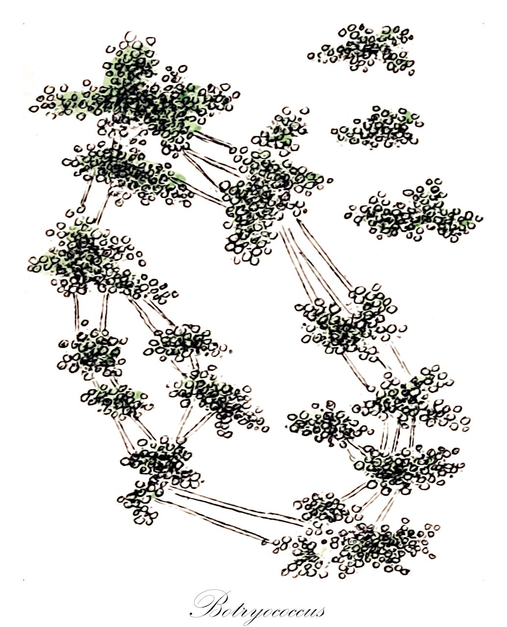 Botryococcus - Chlorophyta,Biota,Plantae,Chlorophyta,Chlorophytina,Trebouxiophyceae,Trebouxiales,Botryococcaceae,Botryococcus