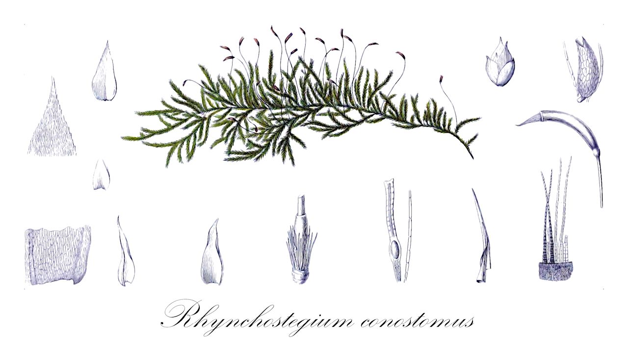 Rhynchostegium conostomus - Brachytheciaceae,Plantae,Bryobiotina,Bryophyta,Bryopsida,Bryidae,Hypnanae,Hypnales,Brachytheciaceae,Rhynchostegium,Rhynchostegium conostomus,Eriodon conostomus, Hypnum conostomum, Neckera eriodon