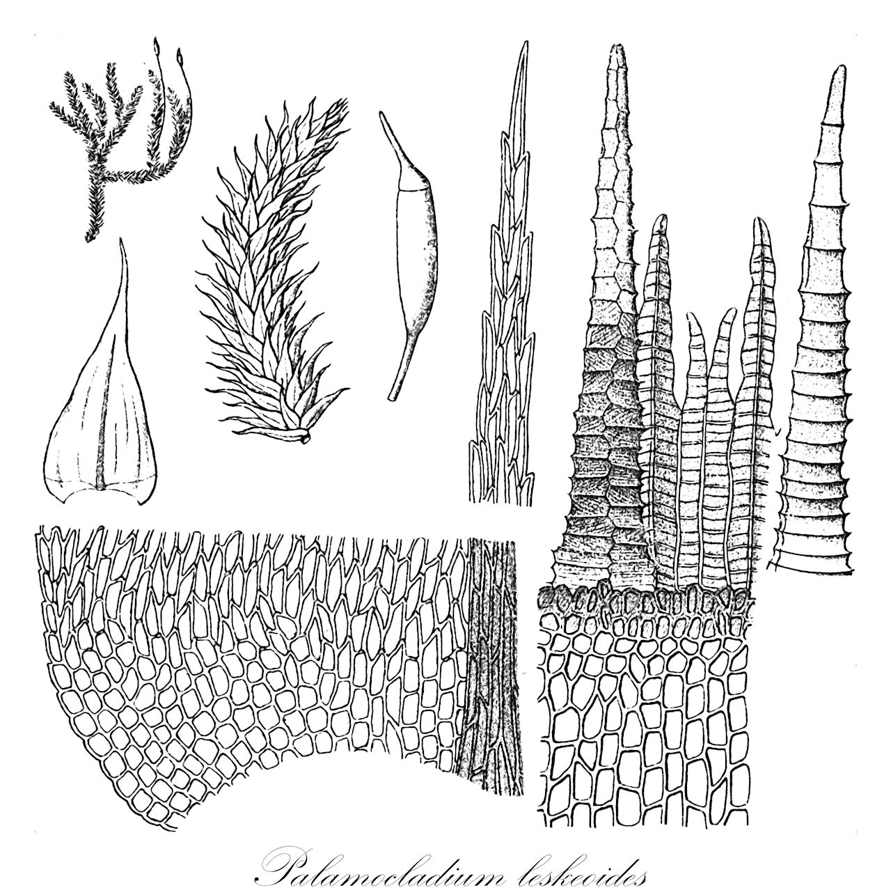 Palamocladium leskeoides - Brachytheciaceae,Plantae,Bryobiotina,Bryophyta,Bryopsida,Bryidae,Hypnanae,Hypnales,Brachytheciaceae,Palamocladium,Palamocladium leskeoides,Astrodontium sericeum, Brachythecium brevirameum, Brachythecium mittenii, Brachythecium scabripes, Eurhynchium macrostegium, Homalothecium afrostriatum, Homalothecium boivinianum, Homalothecium boivinii, Homalothecium bonplandii, Homalothecium excavatum, Homalothecium involvens, Homalothecium leskeoides, Homalothecium longicuspis, Homalothecium macrostegium, Homalothecium mexicanum, Homalothecium nilgheriense, Homalothecium sciureum, Hookeria leskeoides, Hypnum bonplandii, Hypnum macrostegium, Hypnum nilgheriense, Hypnum nilgheriense var. ceylonicum, Hypnum sciureum, Isothecium nilgheriense, Leskea bonplandii, Leucodon sericeus, Leucodon sericeus var. afrostriatus, Neckera sericea, Orthothecium nilgheriense, Orthothecium nilgheriense var. ceylanicum, Palamocladium boivinianum, Palamocladium bonplandii, Palamocladium involvens, Palamocladium macrostegium, Palamocladium macrostegium f. filirameum, Palamocladium macrostegium f. pilifolium, Palamocladium macrostegium var. excavatum, Palamocladium nilgheriense, Palamocladium nilgheriense f. luzonense, Palamocladium nilgheriense var. ceylanicum, Palamocladium sciureum, Palamocladium sciureum var. excavatum, Palamocladium sericeum, Palamocladium sericeum var. afrostriatum, Palamocladium subsericeum, Pleuropus boivinianus, Pleuropus bonplandii, Pleuropus brevisetus, Pleuropus fenestratus, Pleuropus fenestratus f. brachyphyllus, Pleuropus involvens, Pleuropus leskeoides, Pleuropus luzonensis, Pleuropus luzonensis f. gracilicaulis, Pleuropus nilgheriensis, Pleuropus sciureus, Pleuropus sciureus f. filirameus, Pleuropus sciureus f. pilifolius, Pleuropus sciureus var. excavatus, Pleuropus sericeus, Pleuropus sericeus var. afrostriatus, Pleuropus subsericeus, Ptychodium perattenuatum, Ptychodium plicatulum