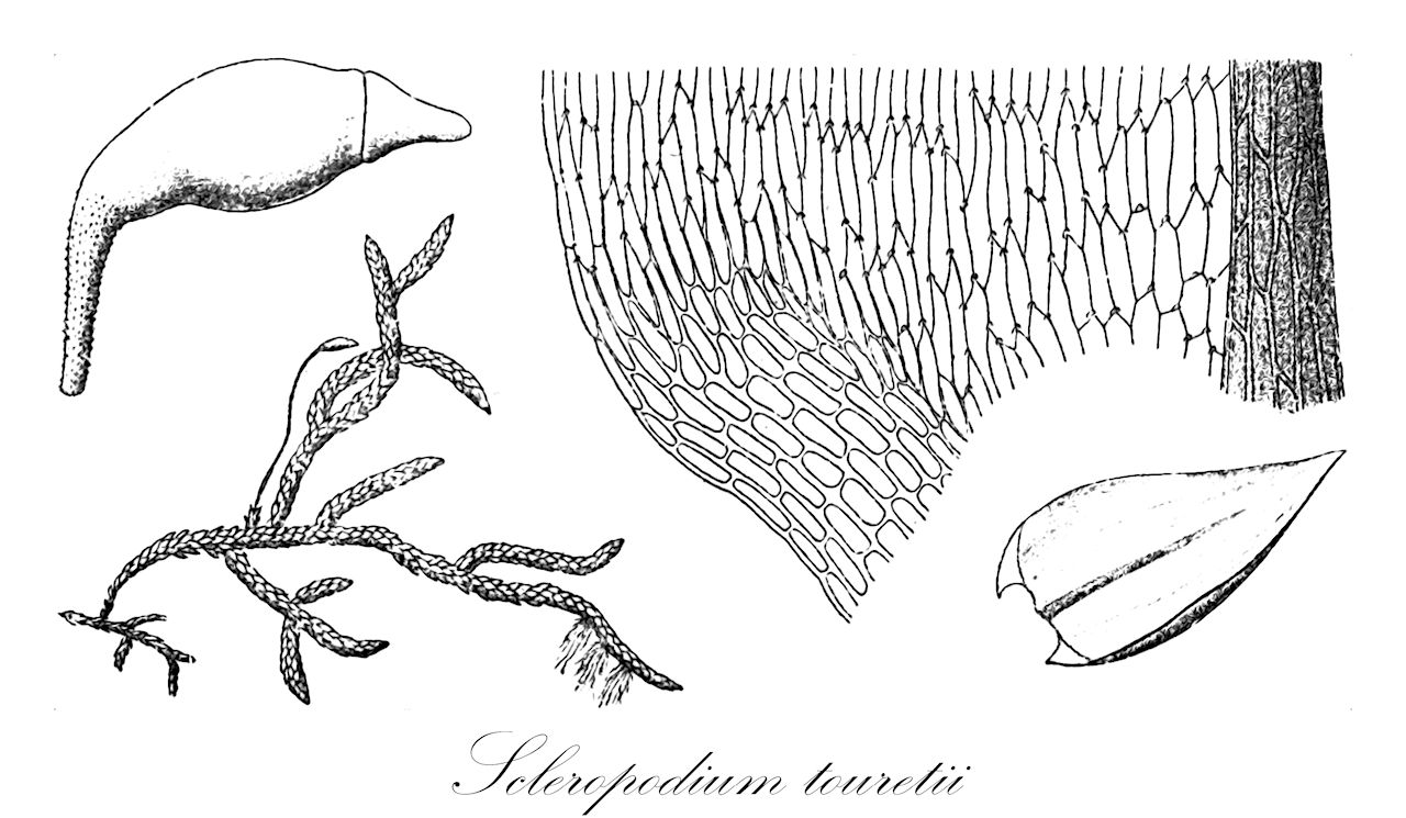 Scleropodium touretii - Brachytheciaceae,Plantae,Bryobiotina,Bryophyta,Bryopsida,Bryidae,Hypnanae,Hypnales,Brachytheciaceae,Scleropodium,Scleropodium touretii,Brachythecium ambiguum, Brachythecium colpophyllum, Brachythecium cymbifolium, Brachythecium illecebrum, Cirriphyllum illecebrum f. teneriffae, Eurhynchium colpophyllum, Eurhynchium illecebrum, Eurhynchium macounii, Hypnum blandum, Hypnum colpophyllum, Hypnum illecebrum, Hypnum illecebrum var. minus, Hypnum illecebrum var. nanum, Hypnum illecebrum var. piliferum, Hypnum illecebrum var. touretii, Hypnum purum var. illecebrum, Hypnum touretti, Hypnum vermiculare, Rhynchostegium illecebrum, Rhynchostegium winteri, Scleropodium ambiguum, Scleropodium australe, Scleropodium colpophyllum, Scleropodium colpophyllum var. attenuatum, Scleropodium colpophyllum var. flagelliforme, Scleropodium illecebrum, Scleropodium illecebrum f. piliferum, Scleropodium illecebrum var. complanatum, Scleropodium illecebrum var. decipiens, Scleropodium illecebrum var. latinervium, Scleropodium illecebrum var. minus, Scleropodium illecebrum var. piliferum, Scleropodium illecebrum var. scabridum, Scleropodium illecebrum var. spininervium, Scleropodium illecebrum var. teneriffae, Scleropodium illecebrum var. tenue, Scleropodium macounii, Scleropodium touretii f. complanatum, Scleropodium touretii f. piliferum, Scleropodium touretii f. tenue, Scleropodium touretii var. colpophyllum, Scleropodium touretii var. decipiens, Scleropodium touretii var. latinervium, Scleropodium touretii var. spininervium, Scleropodium touretii var. touretii