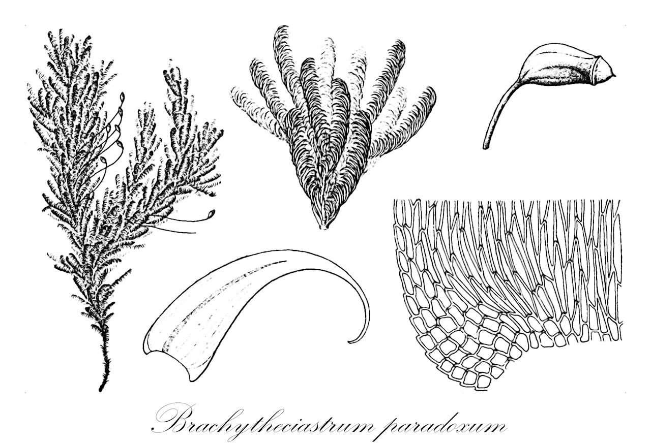 Brachytheciastrum paradoxum - Brachytheciaceae,Plantae,Bryobiotina,Bryophyta,Bryopsida,Bryidae,Hypnanae,Hypnales,Brachytheciaceae,Brachytheciastrum,Brachytheciastrum paradoxum,Brachythecium kerguelense, Brachythecium paradoxum, Hypnum intermixtum, Hypnum paradoxum, Hypnum paradoxum var. leptocladum
