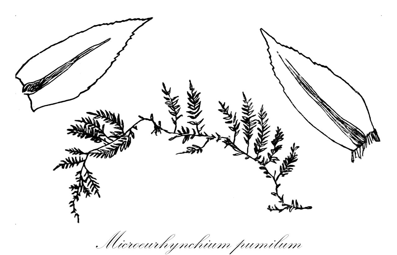 Microeurhynchium pumilum - Brachytheciaceae,Plantae,Bryobiotina,Bryophyta,Bryopsida,Bryidae,Hypnanae,Hypnales,Brachytheciaceae,Microeurhynchium,Microeurhynchium pumilum,Amblystegium burnatii, Apterygium pumilum, Eurhynchium pallidirostrum, Eurhynchium praelongum var. pumilum, Eurhynchium pumilum, Hypnum pallidirostre, Hypnum praelongum var. pallidirostre, Hypnum pumilum, Hypnum swartzii var. minus, Oxyrrhynchium pallidirostrum, Oxyrrhynchium pumilum, Pancovia pumila, Rhynchostegiella pallidirostris, Rhynchostegiella pumila, Rhynchostegium pumilum