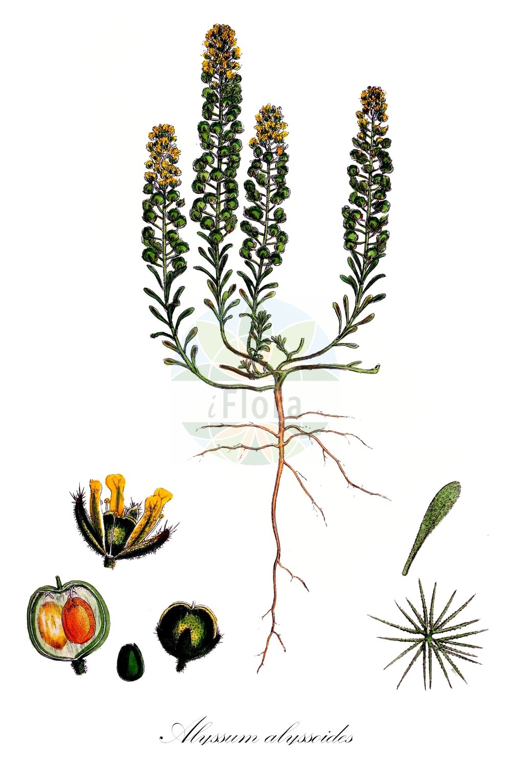 Historische Abbildung von Alyssum alyssoides (Kelch-Steinkraut - Small Alison). Das Bild zeigt Blatt, Bluete, Frucht und Same. ---- Historical Drawing of Alyssum alyssoides (Kelch-Steinkraut - Small Alison). The image is showing leaf, flower, fruit and seed.(Alyssum alyssoides,Kelch-Steinkraut,Small Alison,Adyseton alyssoides,Alyssum alsinifolium,Alyssum alyssoides,Alyssum arvaticum,Alyssum calycinum,Alyssum campestre,Alyssum conglobatum,Alyssum erraticum,Alyssum fontqueri,Alyssum micropetalum,Alyssum minus,Alyssum phymatocarpum,Alyssum polyodon,Alyssum ruderale,Alyssum sabulosum,Alyssum schlosseri,Alyssum sublineare,Alyssum vagum,Clypeola alyssoides,Clypeola campestris,Psilonema calycinum,Psilonema calycinum var. depressum,Kelch-Steinkraut,Small Alison,Pale Alison,Pale Madwort,Small Alyssum,Yellow Alyssum,Alyssum,Steinkraut,Alison,Brassicaceae,Kreuzblütler,Cabbage family,Blatt,Bluete,Frucht,Same,leaf,flower,fruit,seed,Sowerby (1790-1813))