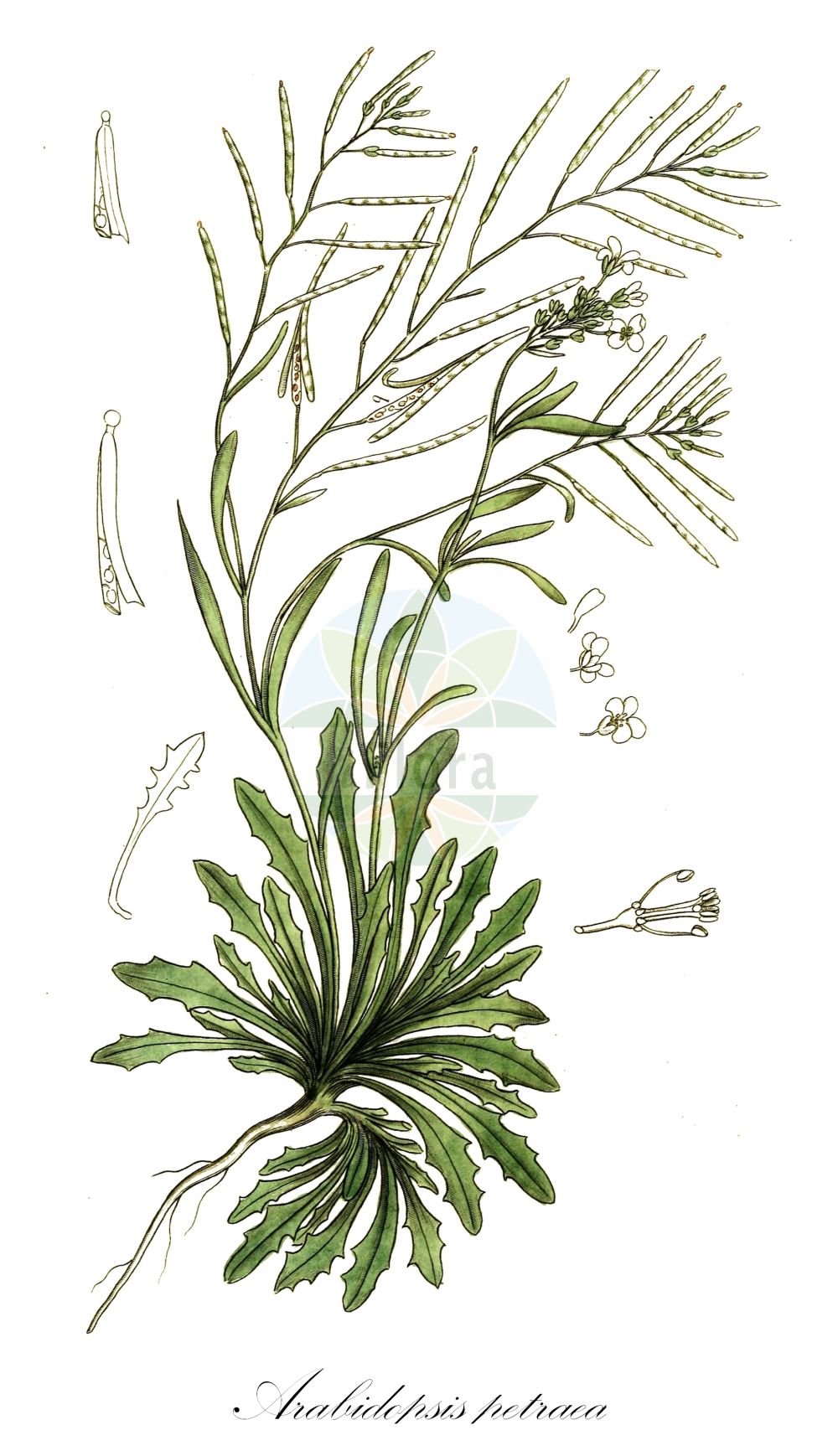Historische Abbildung von Arabidopsis petraea (Felsen-Schmalwand - Lyrate Rockcress). Das Bild zeigt Blatt, Bluete, Frucht und Same. ---- Historical Drawing of Arabidopsis petraea (Felsen-Schmalwand - Lyrate Rockcress). The image is showing leaf, flower, fruit and seed.(Arabidopsis petraea,Felsen-Schmalwand,Lyrate Rockcress,Arabidopsis petraea,Arabis petraea,Arabis septentrionalis,Cardamine petraea,Cardaminopsis hispida,Cardaminopsis petraea,Cardaminopsis septentrionalis,Felsen-Schmalwand,Lyrate Rockcress,Arabidopsis,Schmalwand,Rockcress,Brassicaceae,Kreuzblütler,Cabbage family,Blatt,Bluete,Frucht,Same,leaf,flower,fruit,seed,Svensk Botanik (Svensk Botanik))