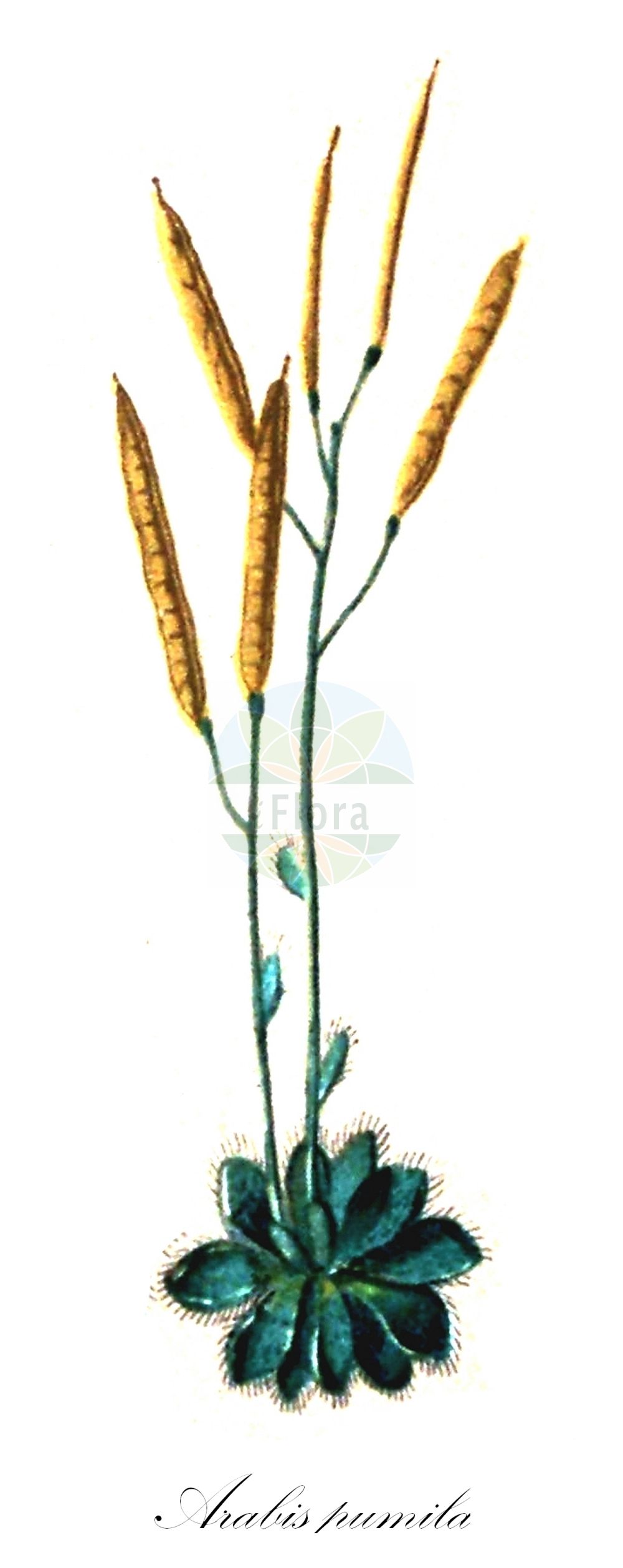 Historische Abbildung von Arabis pumila (Zwerg-Gänsekresse - Dwarf Rockcress). Das Bild zeigt Blatt, Bluete, Frucht und Same. ---- Historical Drawing of Arabis pumila (Zwerg-Gänsekresse - Dwarf Rockcress). The image is showing leaf, flower, fruit and seed.(Arabis pumila,Zwerg-Gänsekresse,Dwarf Rockcress,Arabis bellidifolia,Arabis bellidifolia Crantz subsp.,Arabis pumila,Arabis pumila Jacq. subsp.,Zwerg-Gaensekresse,Gewoehnliche Zwerg-Gaensekresse,Sternhaarige Zwerg-Gaensekresse,Dwarf Rockcress,Arabis,Gänsekresse,Rockcress,Brassicaceae,Kreuzblütler,Cabbage family,Blatt,Bluete,Frucht,Same,leaf,flower,fruit,seed,Seboth & Graf (1879-1884))