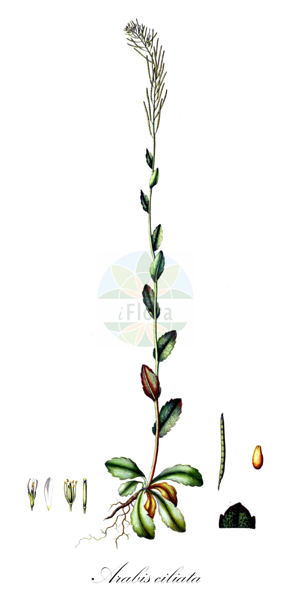 Historische Abbildung von Arabis ciliata (Doldige Gänsekresse - Corymbose Rockcress). Das Bild zeigt Blatt, Bluete, Frucht und Same. ---- Historical Drawing of Arabis ciliata (Doldige Gänsekresse - Corymbose Rockcress). The image is showing leaf, flower, fruit and seed.(Arabis ciliata,Doldige Gänsekresse,Corymbose Rockcress,Arabis arcuata,Arabis ciliata,Arabis corymbiflora,Dollineria ciliata,Doldige Gaensekresse,Corymbose Rockcress,Arabis,Gänsekresse,Rockcress,Brassicaceae,Kreuzblütler,Cabbage family,Blatt,Bluete,Frucht,Same,leaf,flower,fruit,seed,Oeder (1761-1883))