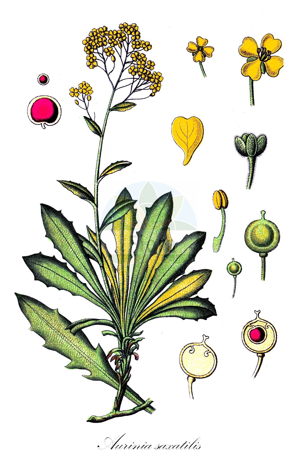 Historische Abbildung von Aurinia saxatilis (Felsen-Steinkraut - Golden Alison). Das Bild zeigt Blatt, Bluete, Frucht und Same. ---- Historical Drawing of Aurinia saxatilis (Felsen-Steinkraut - Golden Alison). The image is showing leaf, flower, fruit and seed.(Aurinia saxatilis,Felsen-Steinkraut,Golden Alison,Alyssum arduinii,Alyssum bilimekii,Alyssum ephesium,Alyssum saxatile,Aurinia saxatilis,Felsen-Steinkraut,Felsen-Steinkresse,Golden Alison,Gold Dust,Basket Of Gold,Golden Alyssum,Goldentuft,Rock Madwort,Aurinia,Steinkraut,Alison,Brassicaceae,Kreuzblütler,Cabbage family,Blatt,Bluete,Frucht,Same,leaf,flower,fruit,seed,Sturm (1796f))