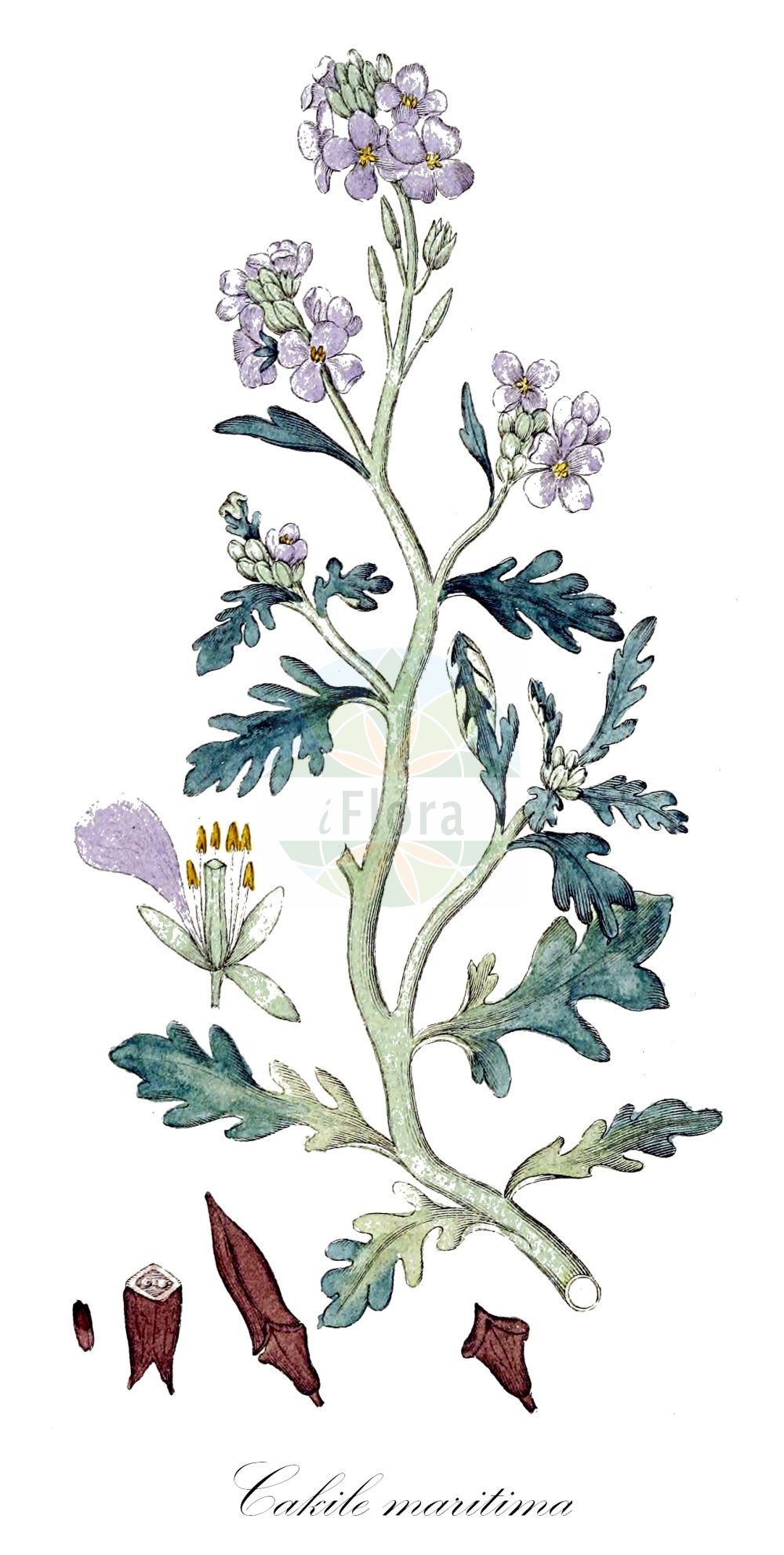 Historische Abbildung von Cakile maritima (Europäischer Meersenf - Sea Rocket). Das Bild zeigt Blatt, Bluete, Frucht und Same. ---- Historical Drawing of Cakile maritima (Europäischer Meersenf - Sea Rocket). The image is showing leaf, flower, fruit and seed.(Cakile maritima,Europäischer Meersenf,Sea Rocket,Bunias cakile,Cakile aegyptiaca,Cakile aegyptica,Cakile hispanica,Cakile littoralis,Cakile maritima,Cakile monosperma,Pteroneurum bipinnatum,Europaeischer Meersenf,Baltischer Meersenf,Sea Rocket,European Sea Rocket,Cakile,Meersenf,Searocket,Brassicaceae,Kreuzblütler,Cabbage family,Blatt,Bluete,Frucht,Same,leaf,flower,fruit,seed,Svensk Botanik (Svensk Botanik))