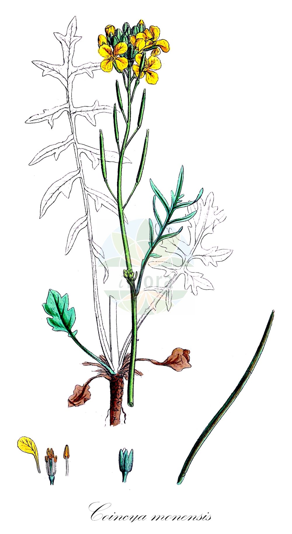 Historische Abbildung von Coincya monensis (Schnabelsenf - Isle Of Man Cabbage). Das Bild zeigt Blatt, Bluete, Frucht und Same. ---- Historical Drawing of Coincya monensis (Schnabelsenf - Isle Of Man Cabbage). The image is showing leaf, flower, fruit and seed.(Coincya monensis,Schnabelsenf,Isle Of Man Cabbage,Brassica monensis,Brassica pseuderucastrum,Brassicella monensis,Brassicella pseuderucastrum,Coincya monensis,Hutera monensis,Rhynchosinapis monensis,Rhynchosinapis pseuderucastrum,Sisymbrium monense,Schnabelsenf,Isle Of Man Cabbage,Star-mustard,Coincya,Lacksenf,Star-mustard,Brassicaceae,Kreuzblütler,Cabbage family,Blatt,Bluete,Frucht,Same,leaf,flower,fruit,seed,Sowerby (1790-1813))