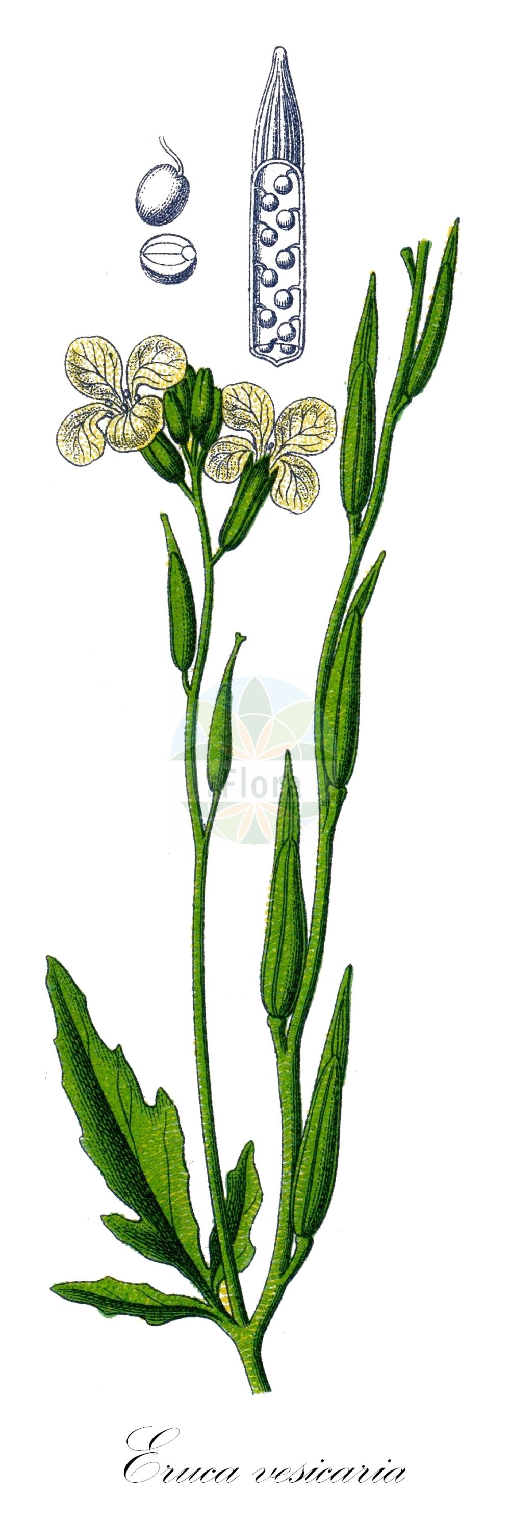 Historische Abbildung von Eruca vesicaria (Raukenkohl - Garden Rocket). Das Bild zeigt Blatt, Bluete, Frucht und Same. ---- Historical Drawing of Eruca vesicaria (Raukenkohl - Garden Rocket). The image is showing leaf, flower, fruit and seed.(Eruca vesicaria,Raukenkohl,Garden Rocket,Brassica erysimoides,Brassica hispida,Brassica pinnatifida,Brassica vesicaria,Eruca aurea,Eruca cappadocica,Eruca deserti,Eruca lanceolata,Eruca longirostris,Eruca orthosepala,Eruca pinnatifida,Eruca sativa,Eruca sativa Mill. var.,Eruca stenocarpa,Eruca vesicaria,Eruca vesicaria (L.) Cav.,Velleruca longistyla,Raukenkohl,Ruccola,Garden Rocket,Arugula,Hedge Mustard,Purple-vein Rocket,Rocket Salad,Salad Rocket,Eruca,Senfrauke,Rocketsalad,Brassicaceae,Kreuzblütler,Cabbage family,Blatt,Bluete,Frucht,Same,leaf,flower,fruit,seed,Sturm (1796f))