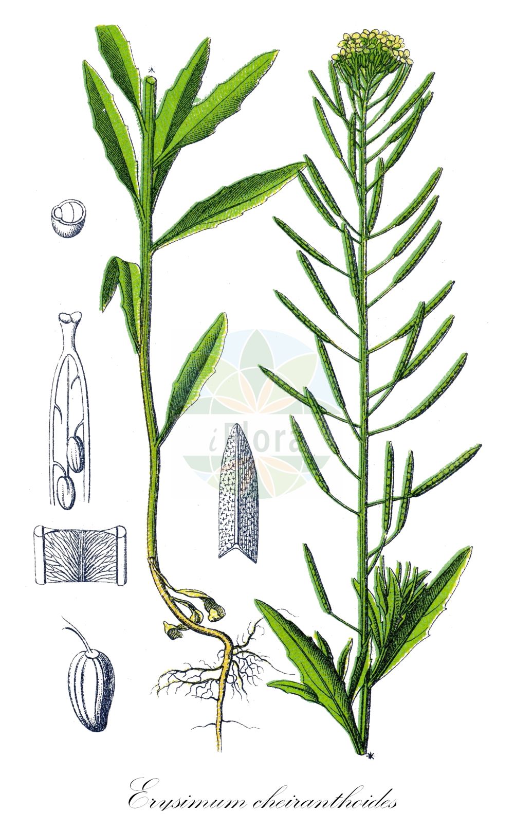 Historische Abbildung von Erysimum cheiranthoides (Acker-Schöterich - Treacle-mustard). Das Bild zeigt Blatt, Bluete, Frucht und Same. ---- Historical Drawing of Erysimum cheiranthoides (Acker-Schöterich - Treacle-mustard). The image is showing leaf, flower, fruit and seed.(Erysimum cheiranthoides,Acker-Schöterich,Treacle-mustard,Erysimum cheiranthoides,Acker-Schoeterich,Acker-Schotendotter,Treacle-mustard,Wormseed Wallflower,Wallflower Mustard,Wormseed Mustard,Erysimum,Schöterich,Wallflower,Brassicaceae,Kreuzblütler,Cabbage family,Blatt,Bluete,Frucht,Same,leaf,flower,fruit,seed,Sturm (1796f))