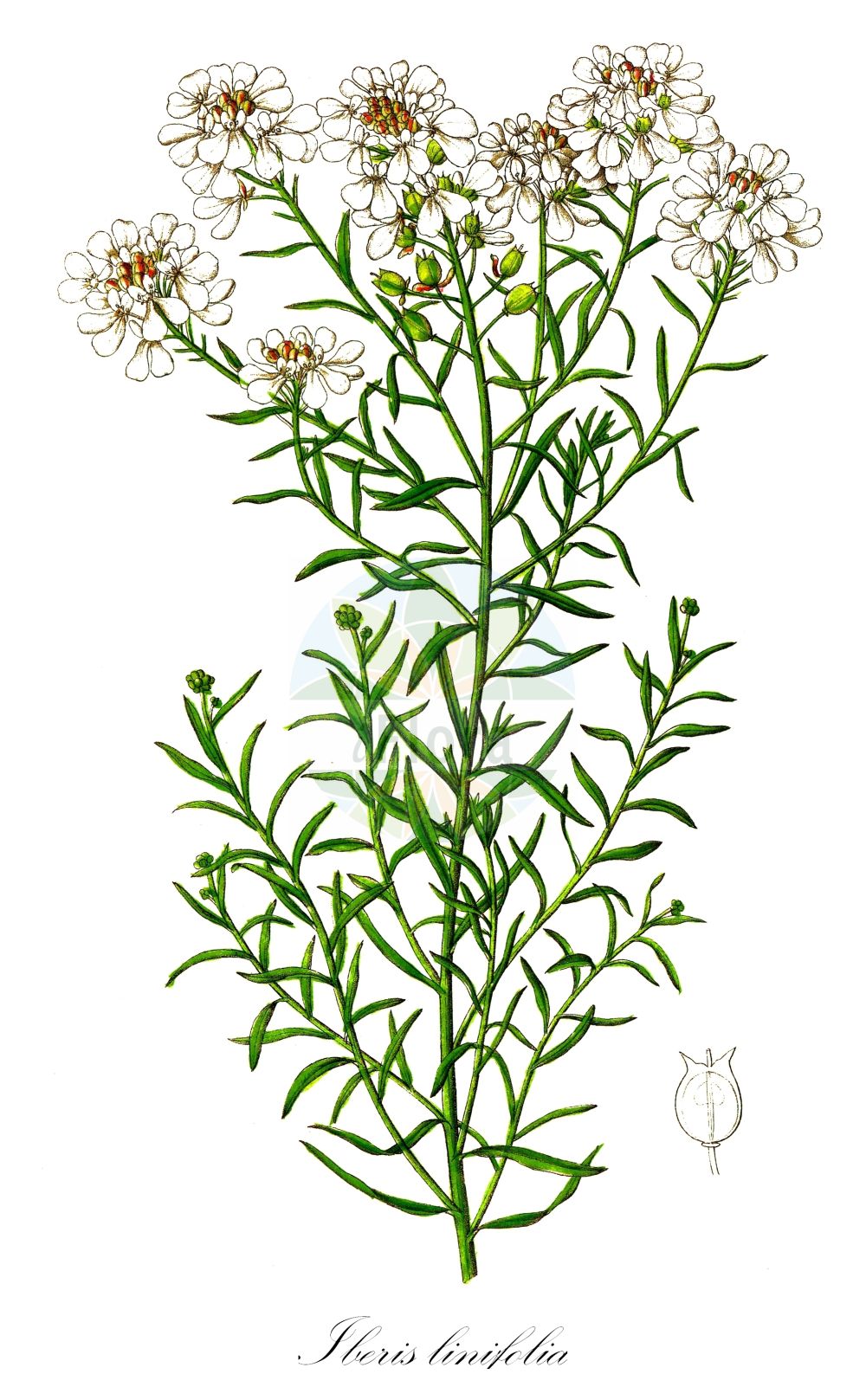 Historische Abbildung von Iberis linifolia (Schleifenblume - Annual Candytuft). Das Bild zeigt Blatt, Bluete, Frucht und Same. ---- Historical Drawing of Iberis linifolia (Schleifenblume - Annual Candytuft). The image is showing leaf, flower, fruit and seed.(Iberis linifolia,Schleifenblume,Annual Candytuft,Biauricula dunalii,Iberis boppardensis,Iberis ciliata,Iberis dunalii,Iberis intermedia,Iberis linifolia,Iberis prostii,Iberis timeroyi,Schleifenblume,Bopparder Schleifenblume,Leinblaettrige Schleifenblume,Mittlere Schleifenblume,Annual Candytuft,Wild Candytuft,Iberis,Schleifenblume,Candytuft,Brassicaceae,Kreuzblütler,Cabbage family,Blatt,Bluete,Frucht,Same,leaf,flower,fruit,seed,Dietrich (1833-1844))