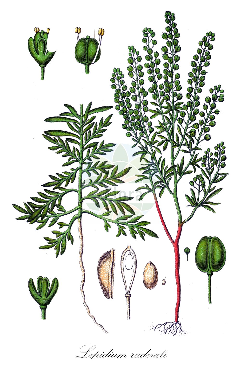 Historische Abbildung von Lepidium ruderale (Schutt-Kresse - Narrow-leaved Pepperwort). Das Bild zeigt Blatt, Bluete, Frucht und Same. ---- Historical Drawing of Lepidium ruderale (Schutt-Kresse - Narrow-leaved Pepperwort). The image is showing leaf, flower, fruit and seed.(Lepidium ruderale,Schutt-Kresse,Narrow-leaved Pepperwort,Lepidium ambiguum,Lepidium ruderale,Schutt-Kresse,Weg-Kresse,Narrow-leaved Pepperwort,Narrow-leaf Pepperweed,Roadside Pepperweed,Narrow-leaved Cress,Peppercress,Rubbish Pepperwort,Lepidium,Kresse,Pepperweed,Brassicaceae,Kreuzblütler,Cabbage family,Blatt,Bluete,Frucht,Same,leaf,flower,fruit,seed,Sturm (1796f))