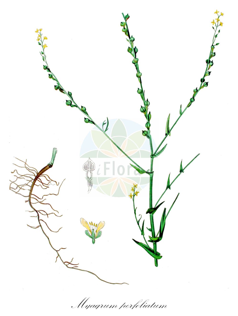 Historische Abbildung von Myagrum perfoliatum (Hohldotter - Mitre Cress). Das Bild zeigt Blatt, Bluete, Frucht und Same. ---- Historical Drawing of Myagrum perfoliatum (Hohldotter - Mitre Cress). The image is showing leaf, flower, fruit and seed.(Myagrum perfoliatum,Hohldotter,Mitre Cress,Myagrum perfoliatum,Hohldotter,Mitre Cress,Gold-of-Pleasure,Bird's-eye Cress,Myagrum,Hohldotter,Myagrum,Brassicaceae,Kreuzblütler,Cabbage family,Blatt,Bluete,Frucht,Same,leaf,flower,fruit,seed,Kops (1800-1934))