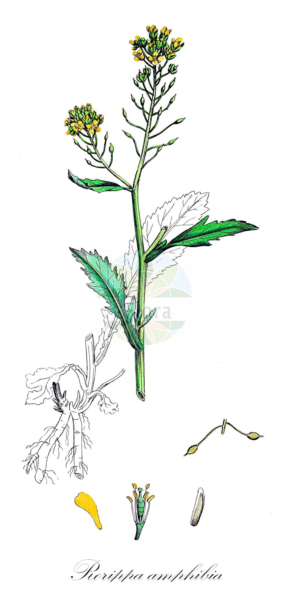 Historische Abbildung von Rorippa amphibia (Wasser-Sumpfkresse - Great Yellow-cress). Das Bild zeigt Blatt, Bluete, Frucht und Same. ---- Historical Drawing of Rorippa amphibia (Wasser-Sumpfkresse - Great Yellow-cress). The image is showing leaf, flower, fruit and seed.(Rorippa amphibia,Wasser-Sumpfkresse,Great Yellow-cress,Brachiolobos amphibius,Brachiolobus amphibius,Nasturtium amphibium,Nasturtium fluviatile,Radicula amphibia,Rorippa amphibia,Sisymbrium amphibium,Sisymbrium stoloniferum,Wasser-Sumpfkresse,Ufer-Sumpfkresse,Great Yellow-cress,Rorippa,Sumpfkresse,Yellowcress,Brassicaceae,Kreuzblütler,Cabbage family,Blatt,Bluete,Frucht,Same,leaf,flower,fruit,seed,Sowerby (1790-1813))