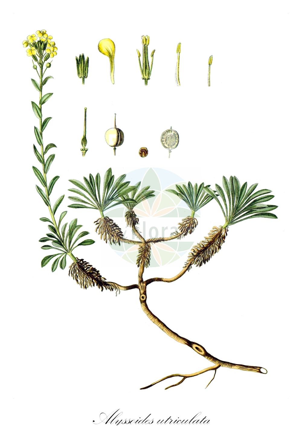 Historische Abbildung von Alyssoides utriculata. Das Bild zeigt Blatt, Bluete, Frucht und Same. ---- Historical Drawing of Alyssoides utriculata. The image is showing leaf, flower, fruit and seed.(Alyssoides utriculata,Alyssoides utriculata,Alyssoides utriculata (L.) Medik.,Alyssum oederi,Alyssum utriculatum,Cistocarpium utriculatum,Vesicaria graeca,Alyssoides,Brassicaceae,Kreuzblütler,Cabbage family,Blatt,Bluete,Frucht,Same,leaf,flower,fruit,seed,Waldstein-Wartenberg & Kitaibel (1799-1812))