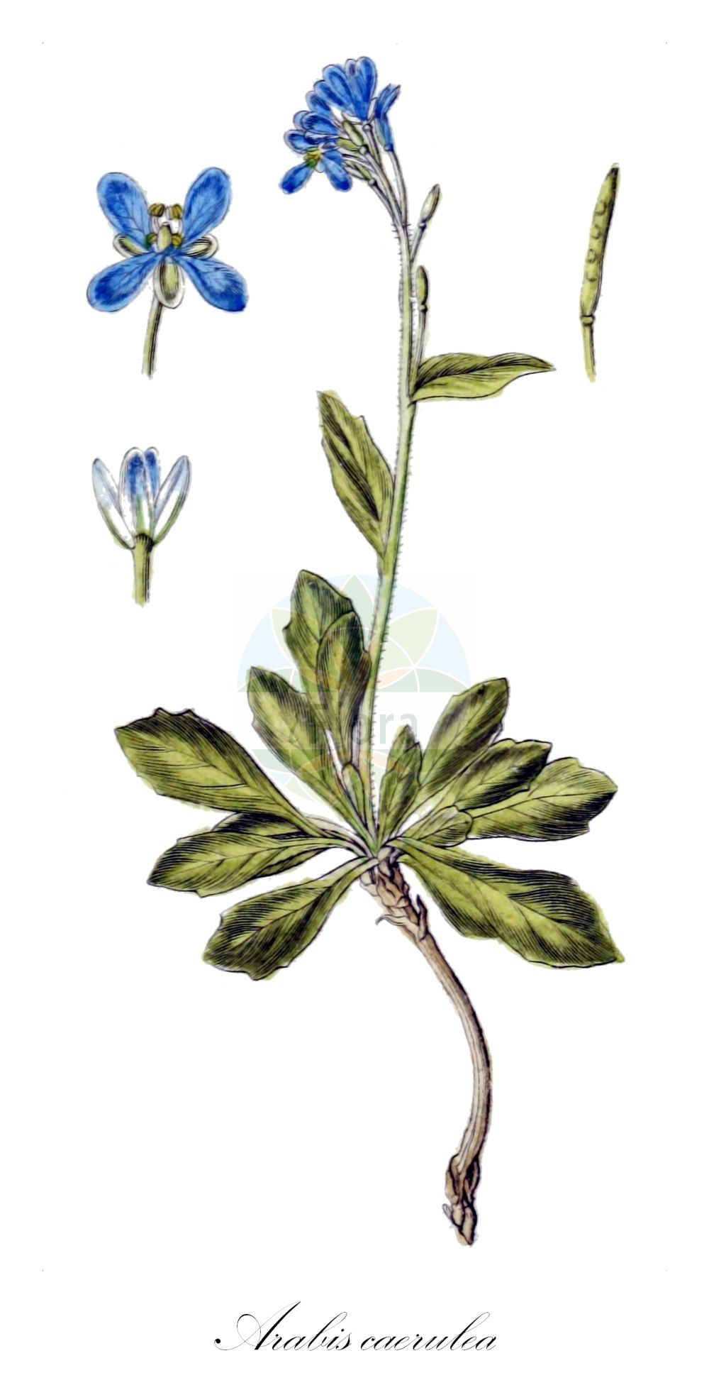 Historische Abbildung von Arabis caerulea (Blaue Gänsekresse - Blue Arabis). Das Bild zeigt Blatt, Bluete, Frucht und Same. ---- Historical Drawing of Arabis caerulea (Blaue Gänsekresse - Blue Arabis). The image is showing leaf, flower, fruit and seed.(Arabis caerulea,Blaue Gänsekresse,Blue Arabis,Arabis caerulea,Turritis caerulea,Blaue Gaensekresse,Blaukresse,Blue Arabis,Bluish Rockcress,Arabis,Gänsekresse,Rockcress,Brassicaceae,Kreuzblütler,Cabbage family,Blatt,Bluete,Frucht,Same,leaf,flower,fruit,seed,Sturm (1796f))