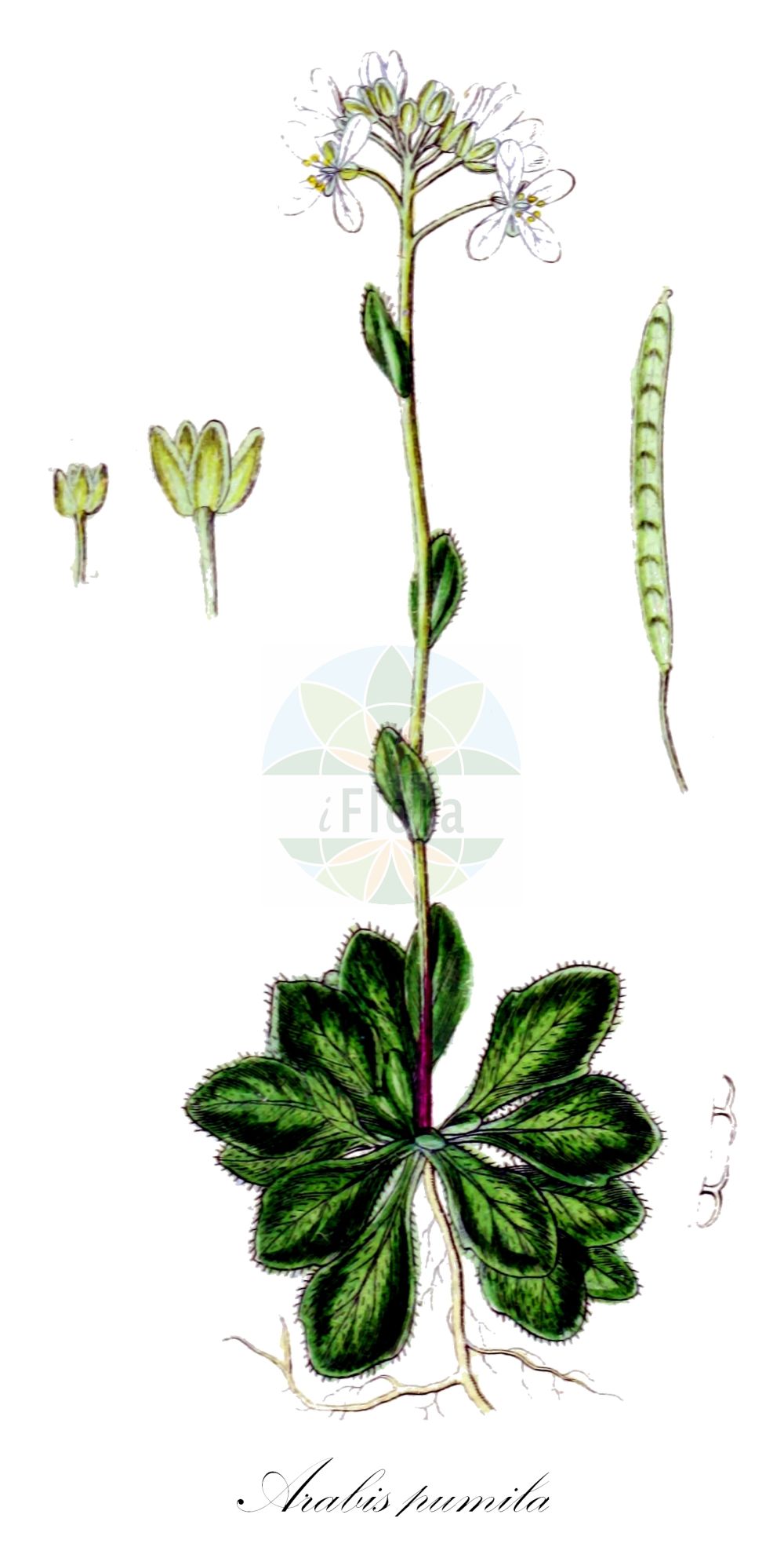 Historische Abbildung von Arabis pumila (Zwerg-Gänsekresse - Dwarf Rockcress). Das Bild zeigt Blatt, Bluete, Frucht und Same. ---- Historical Drawing of Arabis pumila (Zwerg-Gänsekresse - Dwarf Rockcress). The image is showing leaf, flower, fruit and seed.(Arabis pumila,Zwerg-Gänsekresse,Dwarf Rockcress,Arabis bellidifolia,Arabis bellidifolia Crantz subsp.,Arabis pumila,Arabis pumila Jacq. subsp.,Zwerg-Gaensekresse,Gewoehnliche Zwerg-Gaensekresse,Sternhaarige Zwerg-Gaensekresse,Dwarf Rockcress,Arabis,Gänsekresse,Rockcress,Brassicaceae,Kreuzblütler,Cabbage family,Blatt,Bluete,Frucht,Same,leaf,flower,fruit,seed,Sturm (1796f))