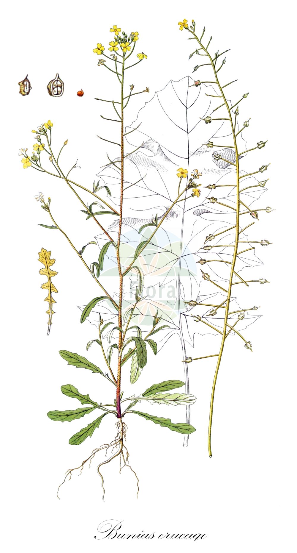 Historische Abbildung von Bunias erucago. Das Bild zeigt Blatt, Bluete, Frucht und Same. ---- Historical Drawing of Bunias erucago. The image is showing leaf, flower, fruit and seed.(Bunias erucago,Bunias arvensis,Bunias aspera,Bunias brachyptera,Bunias erucago,Bunias macroptera,Bunias tricornis,Bunias,Zackenschötchen,Warty-cabbage,Brassicaceae,Kreuzblütler,Cabbage family,Blatt,Bluete,Frucht,Same,leaf,flower,fruit,seed)