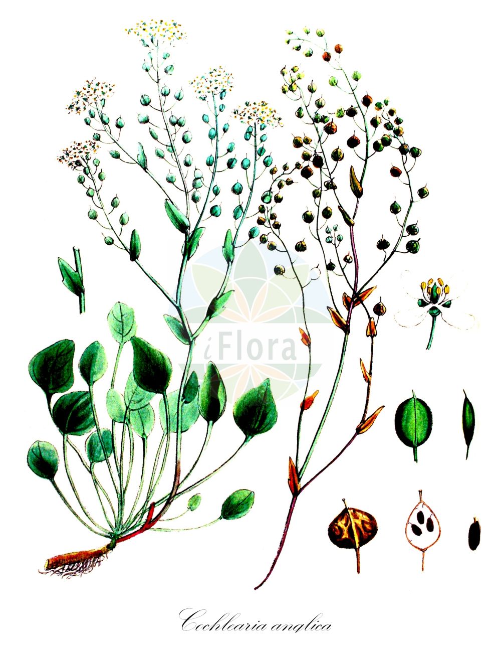 Historische Abbildung von Cochlearia anglica (Englisches Löffelkraut - English Scurvygrass). Das Bild zeigt Blatt, Bluete, Frucht und Same. ---- Historical Drawing of Cochlearia anglica (Englisches Löffelkraut - English Scurvygrass). The image is showing leaf, flower, fruit and seed.(Cochlearia anglica,Englisches Löffelkraut,English Scurvygrass,Cochlearia anglica,Cochlearia officinalis subsp. anglica,Englisches Loeffelkraut,English Scurvygrass,Long-leaved Scurvygrass,Cochlearia,Löffelkraut,Scurvygrass,Brassicaceae,Kreuzblütler,Cabbage family,Blatt,Bluete,Frucht,Same,leaf,flower,fruit,seed,Kops (1800-1934))
