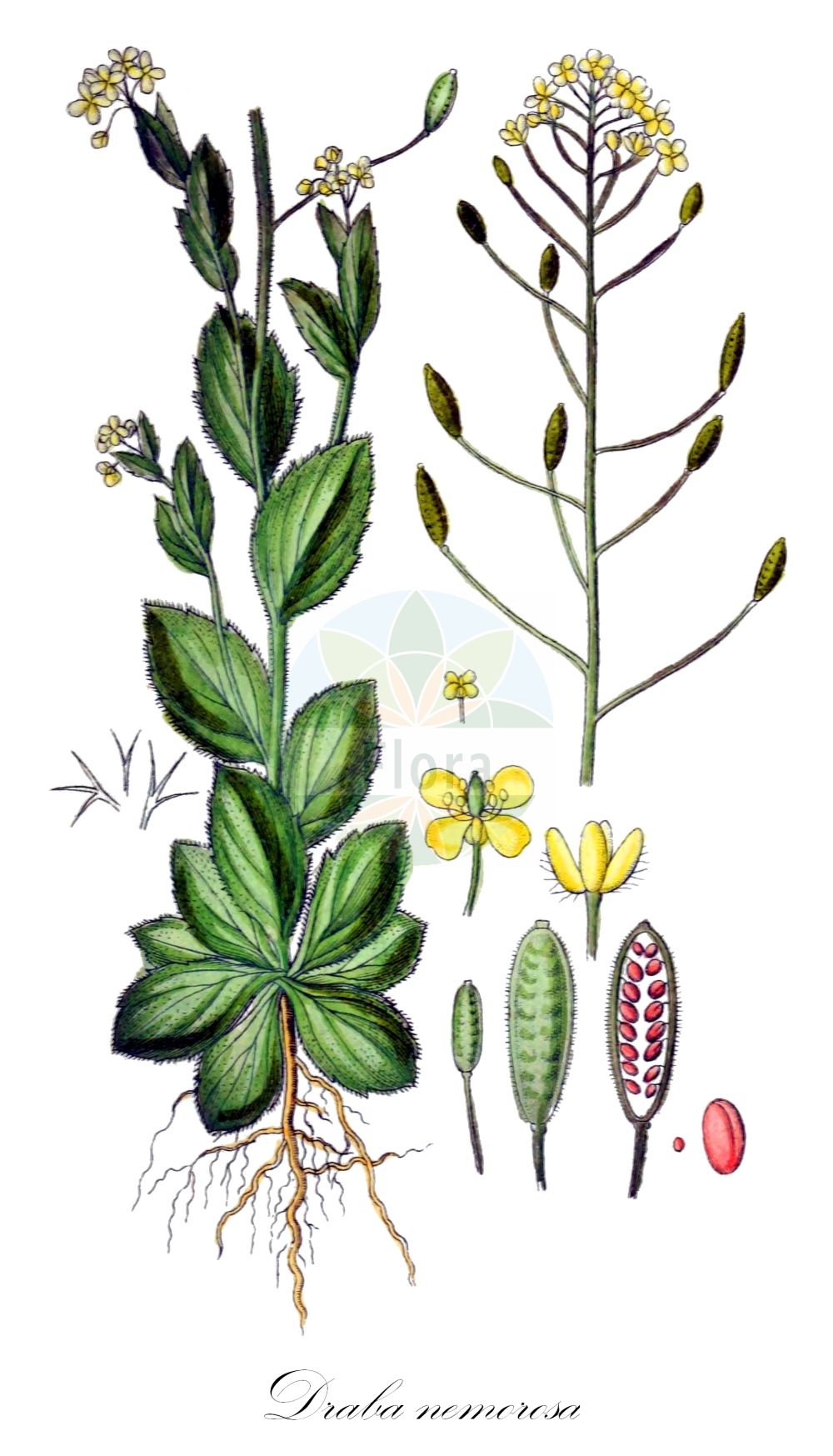 Historische Abbildung von Draba nemorosa (Hain-Felsenblümchen - Woodland Draba). Das Bild zeigt Blatt, Bluete, Frucht und Same. ---- Historical Drawing of Draba nemorosa (Hain-Felsenblümchen - Woodland Draba). The image is showing leaf, flower, fruit and seed.(Draba nemorosa,Hain-Felsenblümchen,Woodland Draba,Draba nemoralis,Draba nemorosa,Draba nemorosa L. var.,Draba nemorosa var. leiocarpa,Hain-Felsenbluemchen,Woodland Draba,Wood Whitlow Grass,Draba,Felsenblümchen,Whitlowgrass,Brassicaceae,Kreuzblütler,Cabbage family,Blatt,Bluete,Frucht,Same,leaf,flower,fruit,seed,Sturm (1796f))