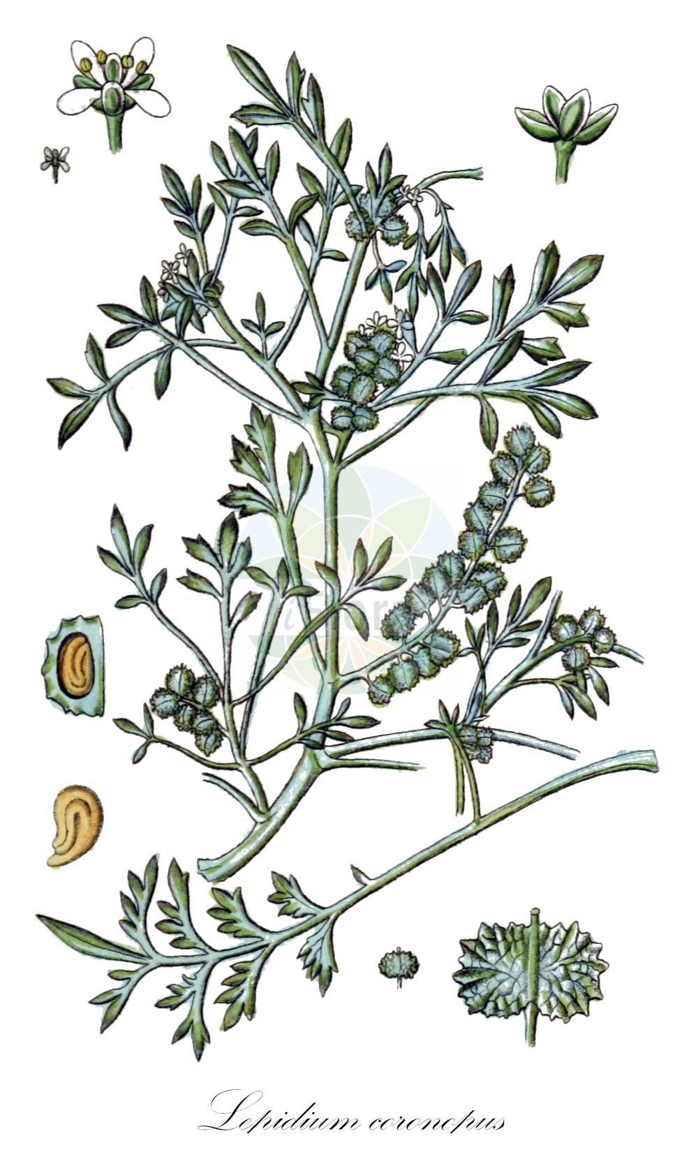 Historische Abbildung von Lepidium coronopus (Niederliegender Krähenfuß - Swine-cress). Das Bild zeigt Blatt, Bluete, Frucht und Same. ---- Historical Drawing of Lepidium coronopus (Niederliegender Krähenfuß - Swine-cress). The image is showing leaf, flower, fruit and seed.(Lepidium coronopus,Niederliegender Krähenfuß,Swine-cress,Coronopus procumbens,Coronopus ruelli,Coronopus ruellii,Coronopus squamatus,Coronopus verrucarius,Lepidium coronopus,Lepidium squamatum,Senebiera coronopus,Niederliegender Kraehenfuss,Gewoehnlicher Kraehenfuss,Swine-cress,Greater Swinecress,Lepidium,Kresse,Pepperweed,Brassicaceae,Kreuzblütler,Cabbage family,Blatt,Bluete,Frucht,Same,leaf,flower,fruit,seed,Sturm (1796f))