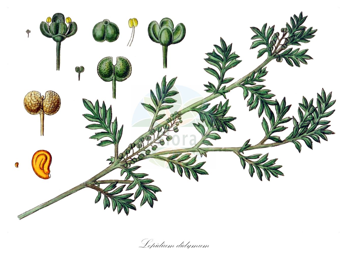 Historische Abbildung von Lepidium didymum (Zweiknotiger Krähenfuß - Lesser Swine-cress). Das Bild zeigt Blatt, Bluete, Frucht und Same. ---- Historical Drawing of Lepidium didymum (Zweiknotiger Krähenfuß - Lesser Swine-cress). The image is showing leaf, flower, fruit and seed.(Lepidium didymum,Zweiknotiger Krähenfuß,Lesser Swine-cress,Coronopus didymus,Coronopus pinnatifida,Lepidium didymum,Senebiera didyma,Senebiera didymus,Senebiera pinnatifida,Zweiknotiger Kraehenfuss,Lesser Swine-cress,Slender Wartcress,Twincress,Lepidium,Kresse,Pepperweed,Brassicaceae,Kreuzblütler,Cabbage family,Blatt,Bluete,Frucht,Same,leaf,flower,fruit,seed,Sturm (1796f))