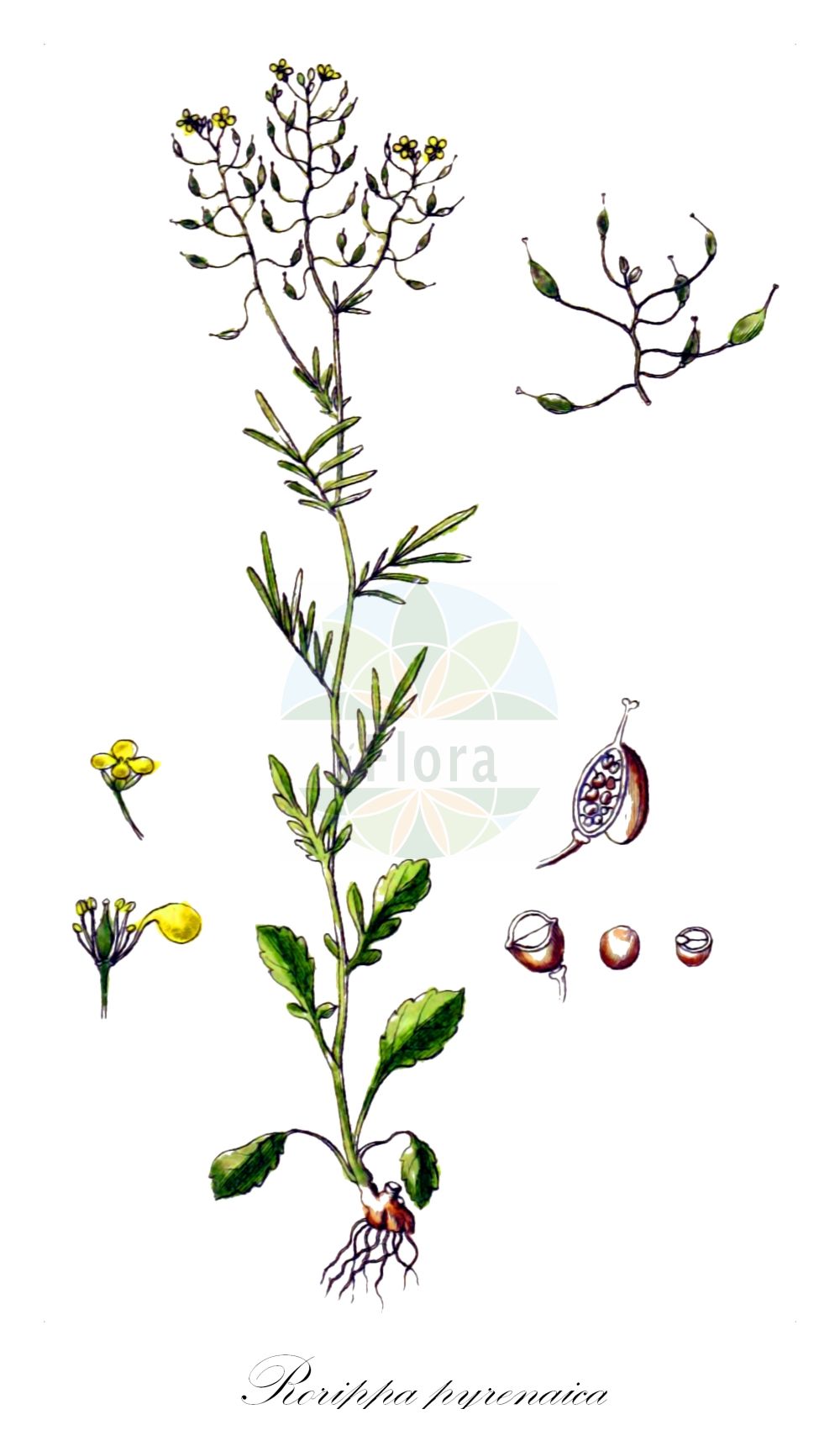 Historische Abbildung von Rorippa pyrenaica (Pyrenäen-Sumpfkresse - Pyrenean Yellowcress). Das Bild zeigt Blatt, Bluete, Frucht und Same. ---- Historical Drawing of Rorippa pyrenaica (Pyrenäen-Sumpfkresse - Pyrenean Yellowcress). The image is showing leaf, flower, fruit and seed.(Rorippa pyrenaica,Pyrenäen-Sumpfkresse,Pyrenean Yellowcress,Brachiolobos pyrenaicus,Lepidium stylosum,Nasturtium hispanicum,Nasturtium pyrenaicum,Rorippa hispanica,Rorippa pyrenaica,Rorippa stylosa,Pyrenaeen-Sumpfkresse,Pyrenean Yellowcress,Rorippa,Sumpfkresse,Yellowcress,Brassicaceae,Kreuzblütler,Cabbage family,Blatt,Bluete,Frucht,Same,leaf,flower,fruit,seed,Sturm (1796f))