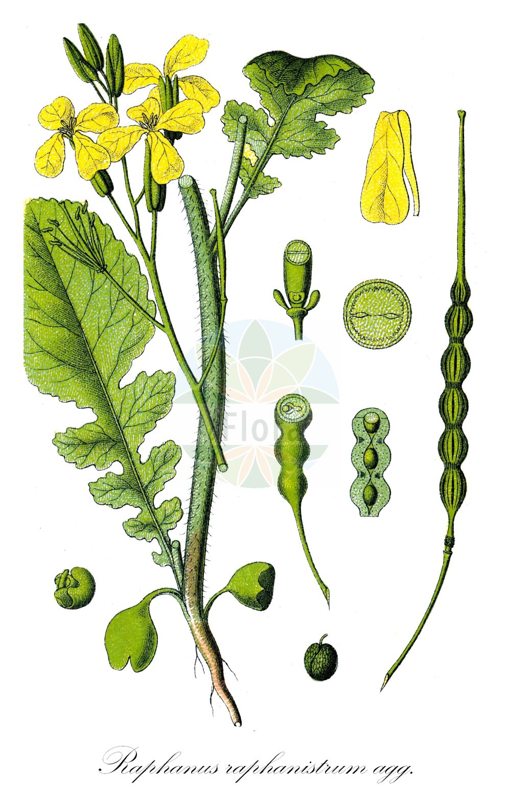 Historische Abbildung von Raphanus raphanistrum agg. (Acker-Rettich - Jointed Charlock). ---- Historical Drawing of Raphanus raphanistrum agg. (Acker-Rettich - Jointed Charlock).(Raphanus raphanistrum agg.,Acker-Rettich,Jointed Charlock,Acker-Rettich,Jointed Charlock,Runch,Wild Radish,Raphanus,Hederich,Radish,Brassicaceae,Kreuzblütler,Cabbage family,Sturm (1796f))