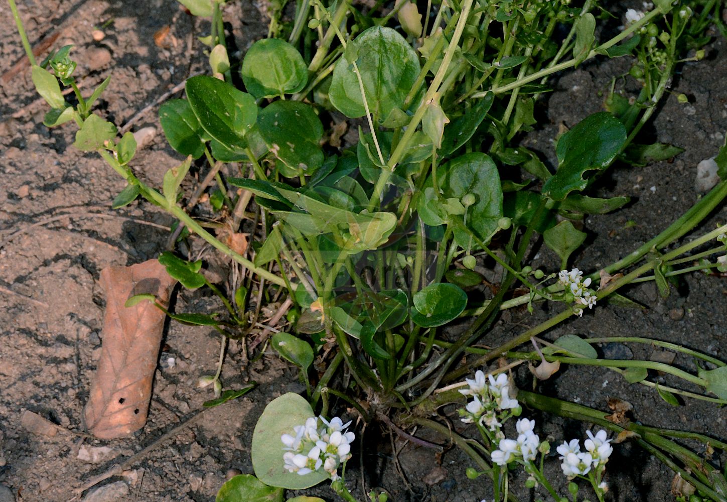 Foto von Cochlearia officinalis (Gewöhnliches Löffelkraut - Common Scurvygrass). Das Foto wurde in Giessen, Hessen, Deutschland aufgenommen. ---- Photo of Cochlearia officinalis (Gewöhnliches Löffelkraut - Common Scurvygrass). The picture was taken in Giessen, Hesse, Germany.(Cochlearia officinalis,Gewöhnliches Löffelkraut,Common Scurvygrass,Cochlearia officinalis,Gewoehnliches Loeffelkraut,Echtes Loeffelkraut,Echtes Loeffelkraut,Gebraeuchliches Loeffelkraut,Common Scurvygrass,Danish Scurvygrass,Common & Long-leaved Scurvygrass,Scorbute Grass,Scurvygrass,Spoonwort,Cochlearia,Löffelkraut,Scurvygrass,Brassicaceae,Kreuzblütler,Cabbage family)