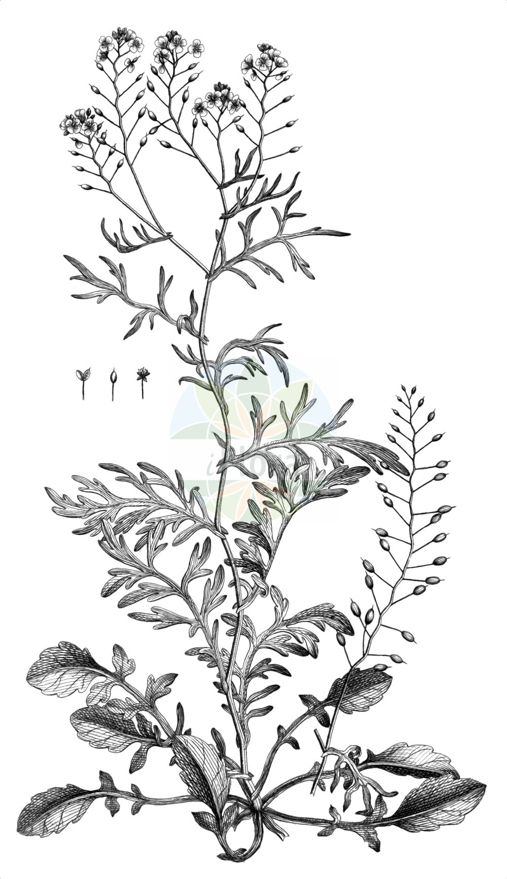 Historische Abbildung von Rorippa pyrenaica (Pyrenäen-Sumpfkresse - Pyrenean Yellowcress). Das Bild zeigt Blatt, Bluete, Frucht und Same. ---- Historical Drawing of Rorippa pyrenaica (Pyrenäen-Sumpfkresse - Pyrenean Yellowcress). The image is showing leaf, flower, fruit and seed.(Rorippa pyrenaica,Pyrenäen-Sumpfkresse,Pyrenean Yellowcress,Brachiolobos pyrenaicus,Lepidium stylosum,Nasturtium hispanicum,Nasturtium pyrenaicum,Rorippa hispanica,Rorippa pyrenaica,Rorippa stylosa,Pyrenaeen-Sumpfkresse,Pyrenean Yellowcress,Rorippa,Sumpfkresse,Yellowcress,Brassicaceae,Kreuzblütler,Cabbage family,Blatt,Bluete,Frucht,Same,leaf,flower,fruit,seed,Allioni (1785))