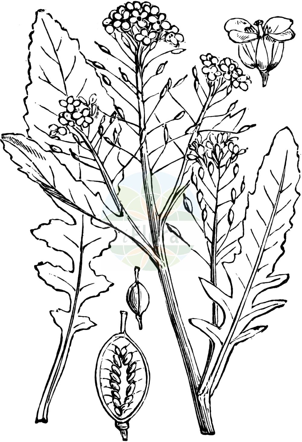 Historische Abbildung von Rorippa amphibia (Wasser-Sumpfkresse - Great Yellow-cress). Das Bild zeigt Blatt, Bluete, Frucht und Same. ---- Historical Drawing of Rorippa amphibia (Wasser-Sumpfkresse - Great Yellow-cress). The image is showing leaf, flower, fruit and seed.(Rorippa amphibia,Wasser-Sumpfkresse,Great Yellow-cress,Brachiolobos amphibius,Brachiolobus amphibius,Nasturtium amphibium,Nasturtium fluviatile,Radicula amphibia,Rorippa amphibia,Sisymbrium amphibium,Sisymbrium stoloniferum,Wasser-Sumpfkresse,Ufer-Sumpfkresse,Great Yellow-cress,Rorippa,Sumpfkresse,Yellowcress,Brassicaceae,Kreuzblütler,Cabbage family,Blatt,Bluete,Frucht,Same,leaf,flower,fruit,seed,Fitch et al. (1880))