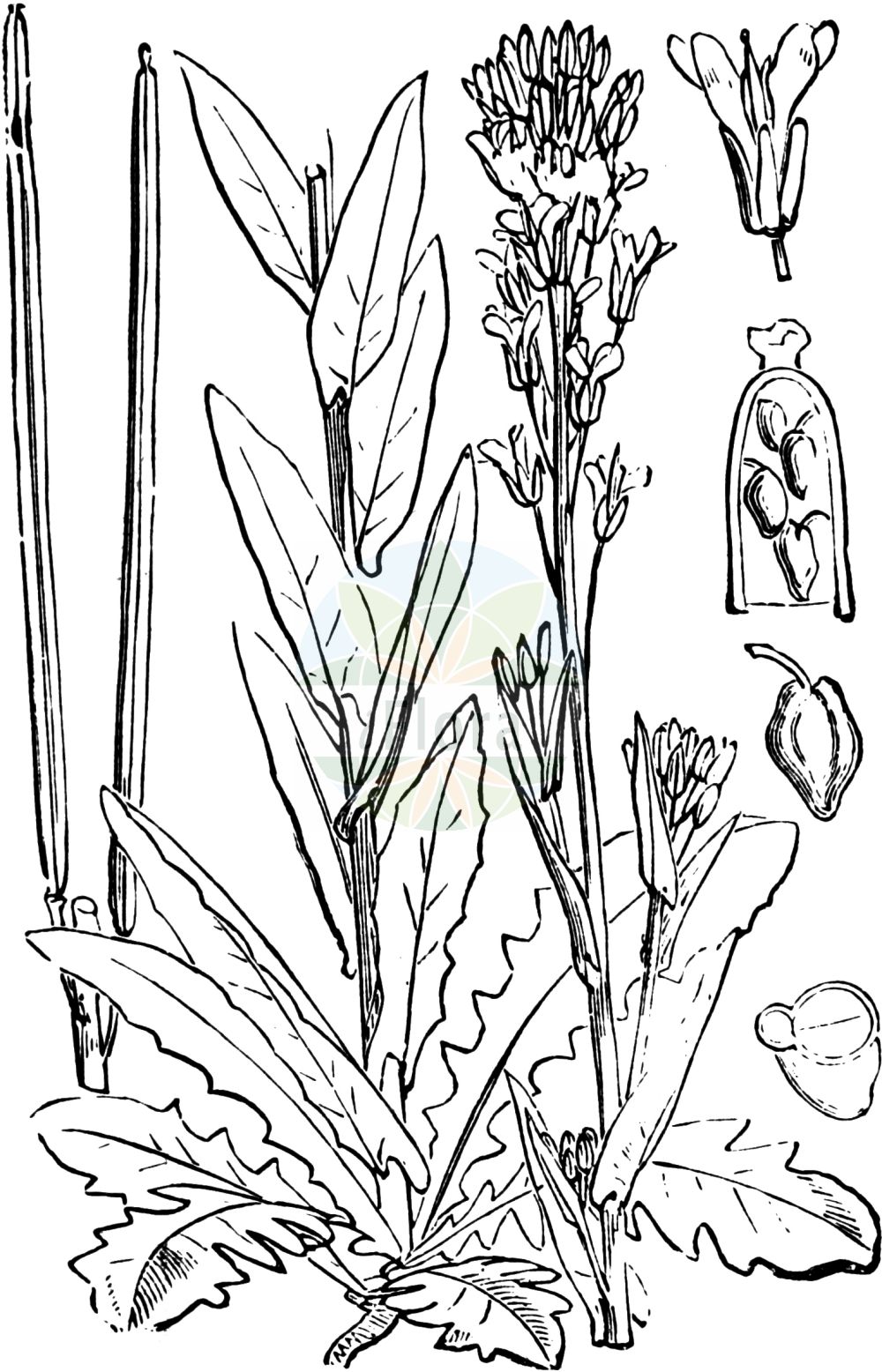 Historische Abbildung von Turritis glabra (Kahle Gänsekresse - Tower Mustard). Das Bild zeigt Blatt, Bluete, Frucht und Same. ---- Historical Drawing of Turritis glabra (Kahle Gänsekresse - Tower Mustard). The image is showing leaf, flower, fruit and seed.(Turritis glabra,Kahle Gänsekresse,Tower Mustard,Arabis crepidipoda,Arabis glabra,Arabis perfoliata,Arabis pseudoturritis,Turritis glabra,Turritis pseudoturritis,Kahle Gaensekresse,Turmkraut,Tower Mustard,Glabrous Tower Cress,Garden Arabis,Tower Rockcress,Turritis,Turmkraut,Brassicaceae,Kreuzblütler,Cabbage family,Blatt,Bluete,Frucht,Same,leaf,flower,fruit,seed,Fitch et al. (1880))
